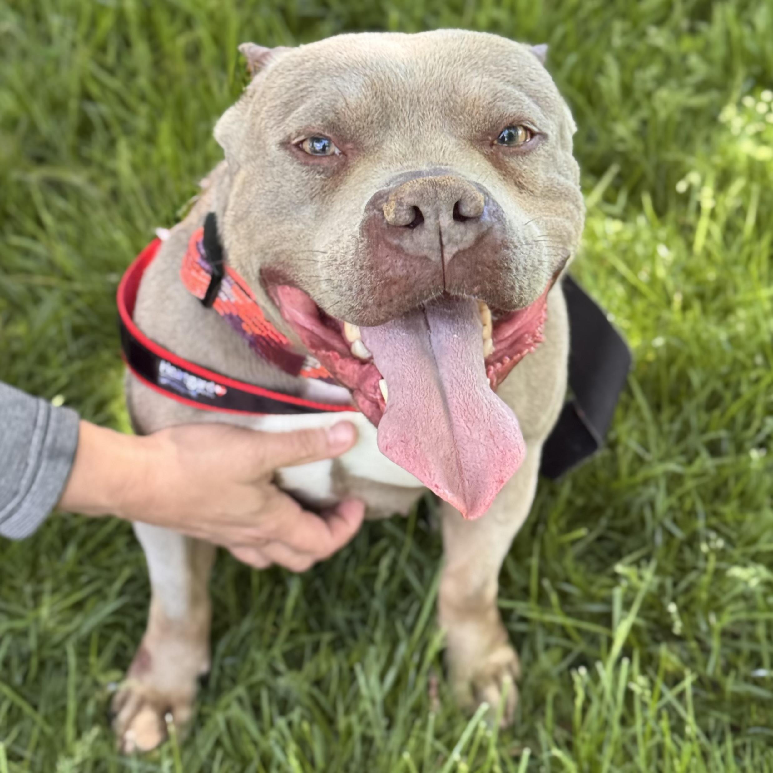BLUE, adoptable, Adult Female Pit Bull Terrier & Terrier.