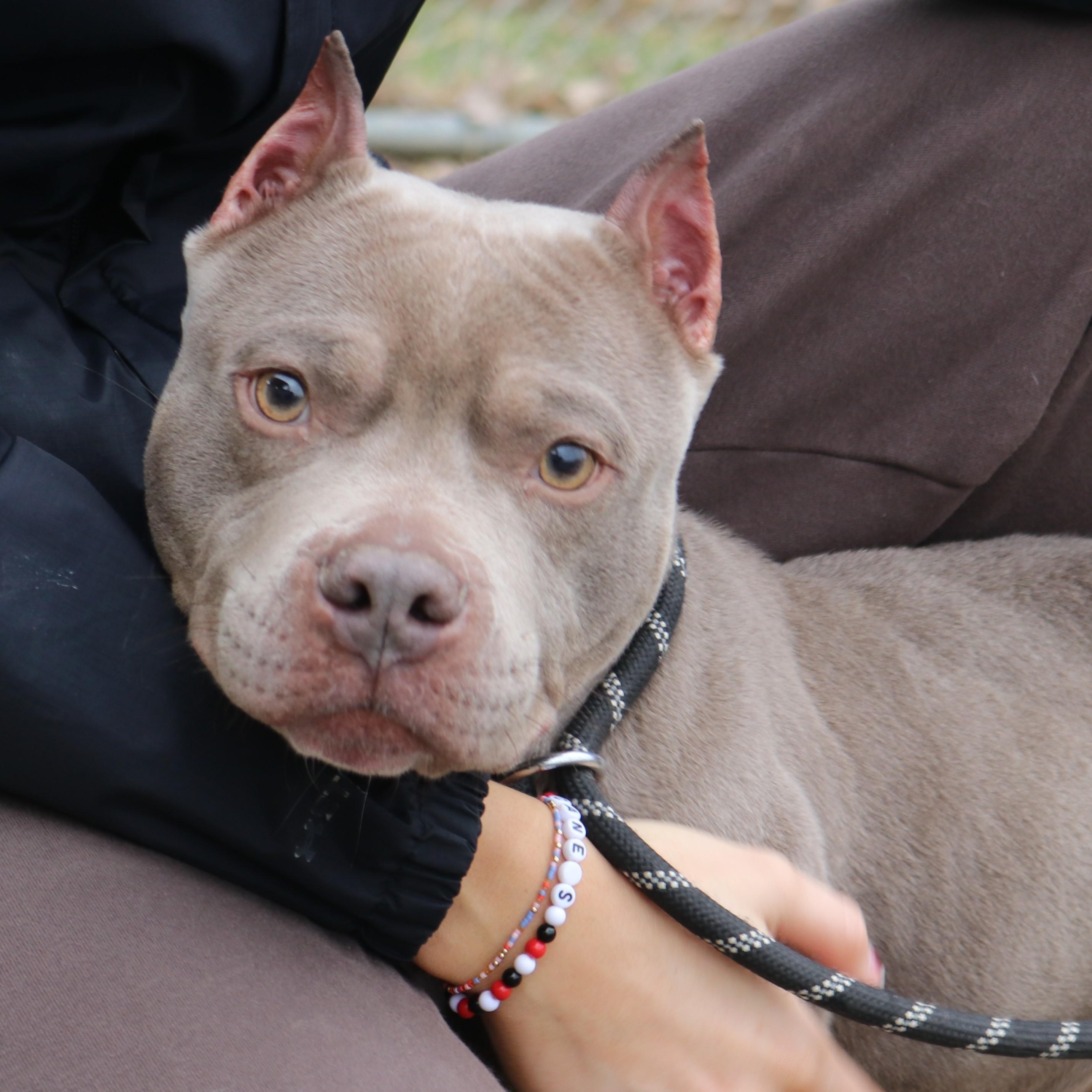 BLUE, adoptable, Adult Female American Bully & Terrier.