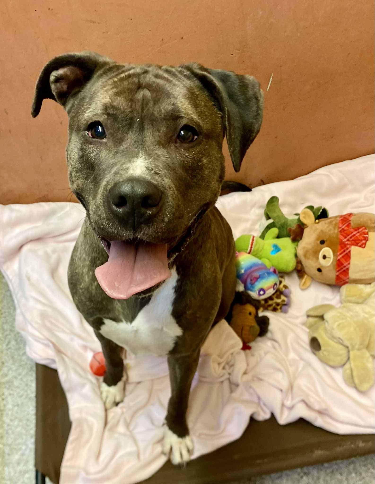 Lola , ADOPTABLE, Adult Female Pit Bull Terrier.