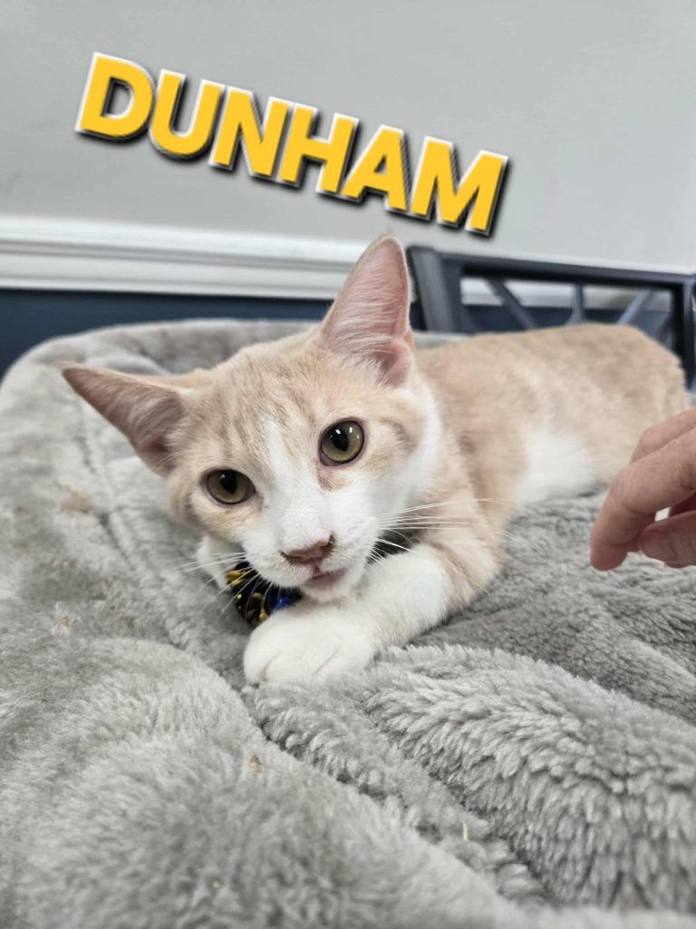 Dunham (Mt. Berry 3), Adoptable, Young Male Domestic Short Hair.