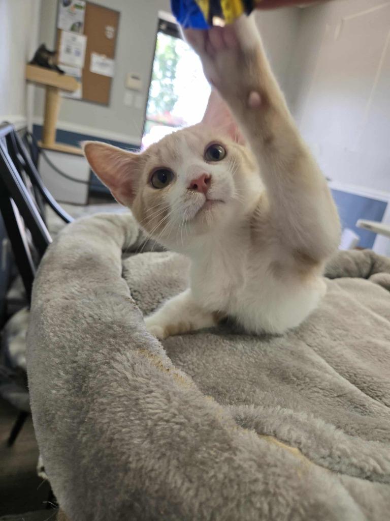 Enlarge Dunham (Mt. Berry 3), a Adoptable mixed breed in Rome, GA image 2/2