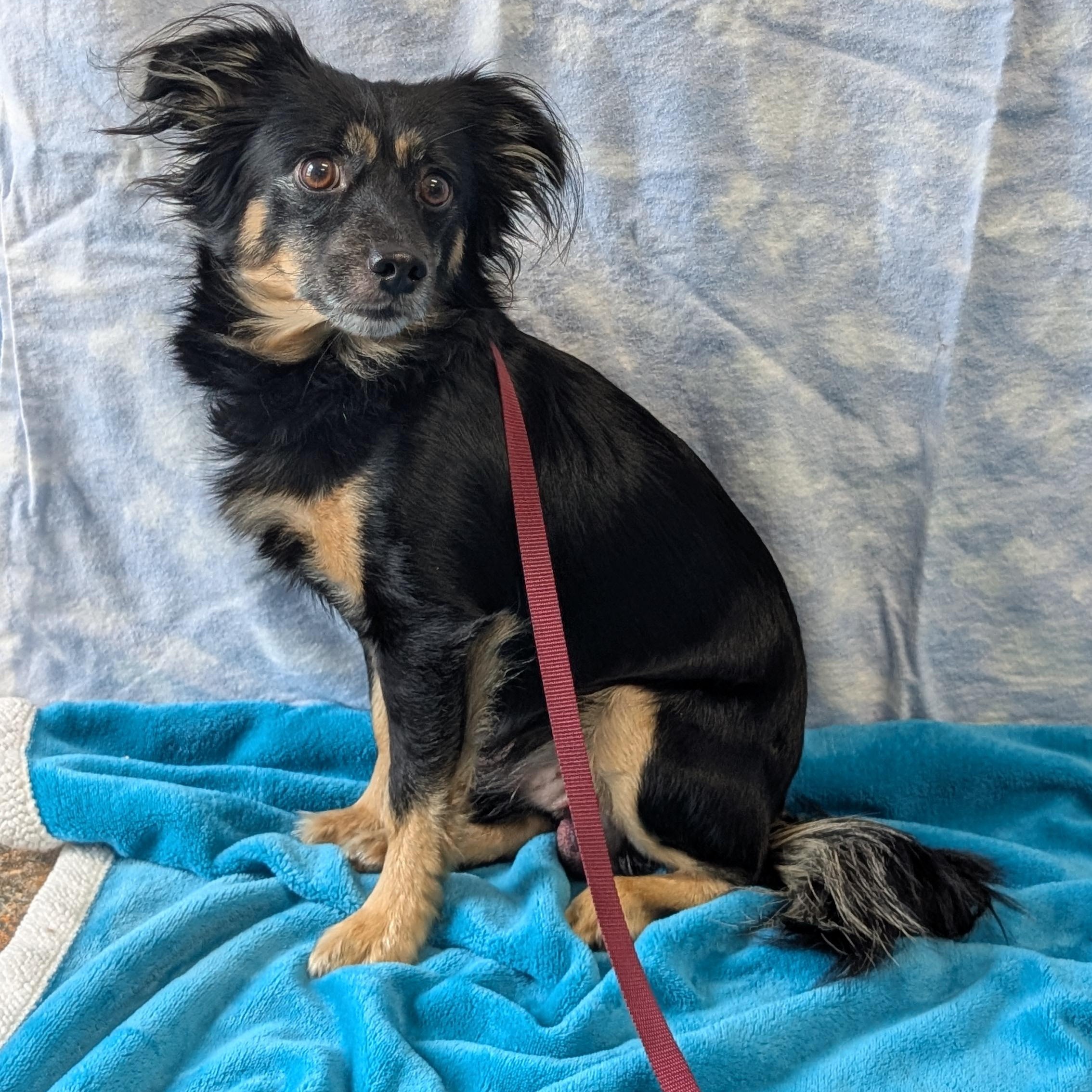 Hyde, an adopted mixed breed in Lowell, AR image 3/5