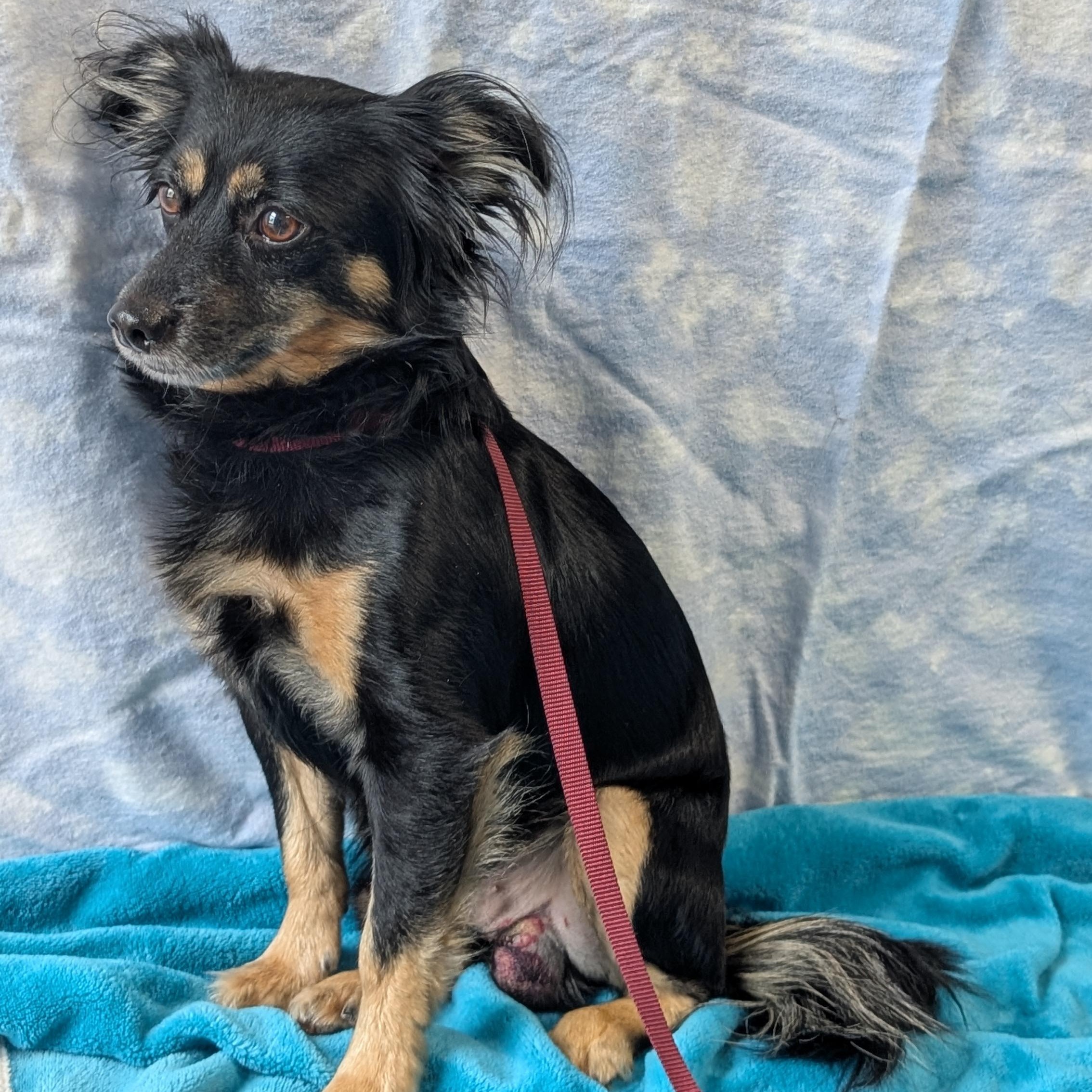 Hyde, an adopted mixed breed in Lowell, AR image 2/5