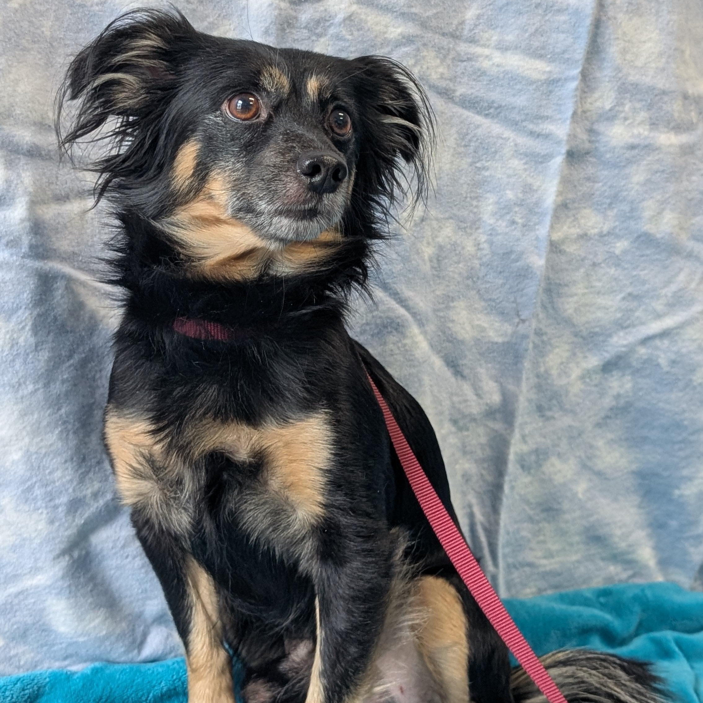 Hyde, an adopted mixed breed in Lowell, AR image 5/5