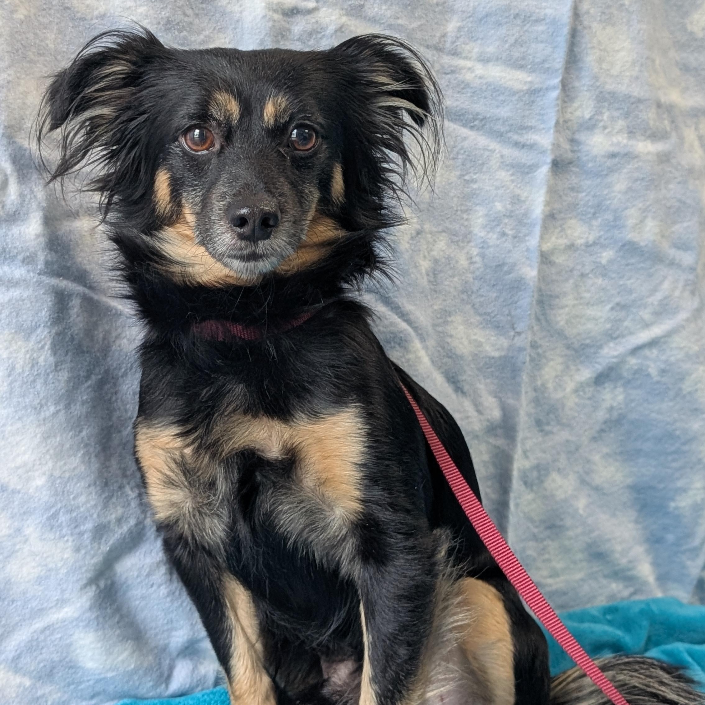 Hyde, adopted, Adult Male Chihuahua.