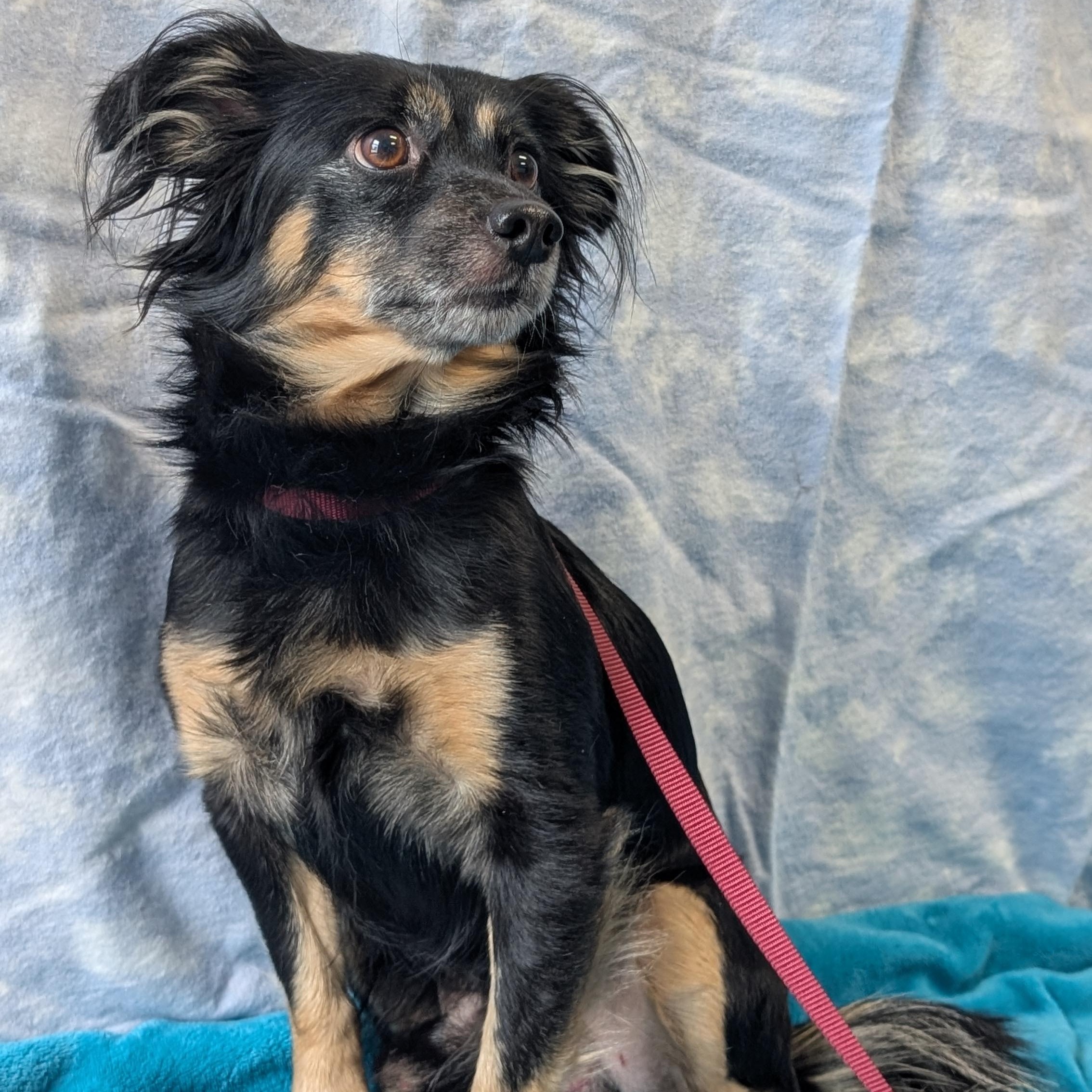 Hyde, an adopted mixed breed in Lowell, AR image 4/5