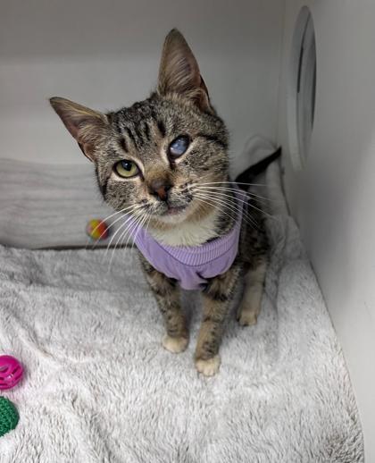 Daffodil, Adoptable, Adult Female Domestic Short Hair & Domestic Short Hair.