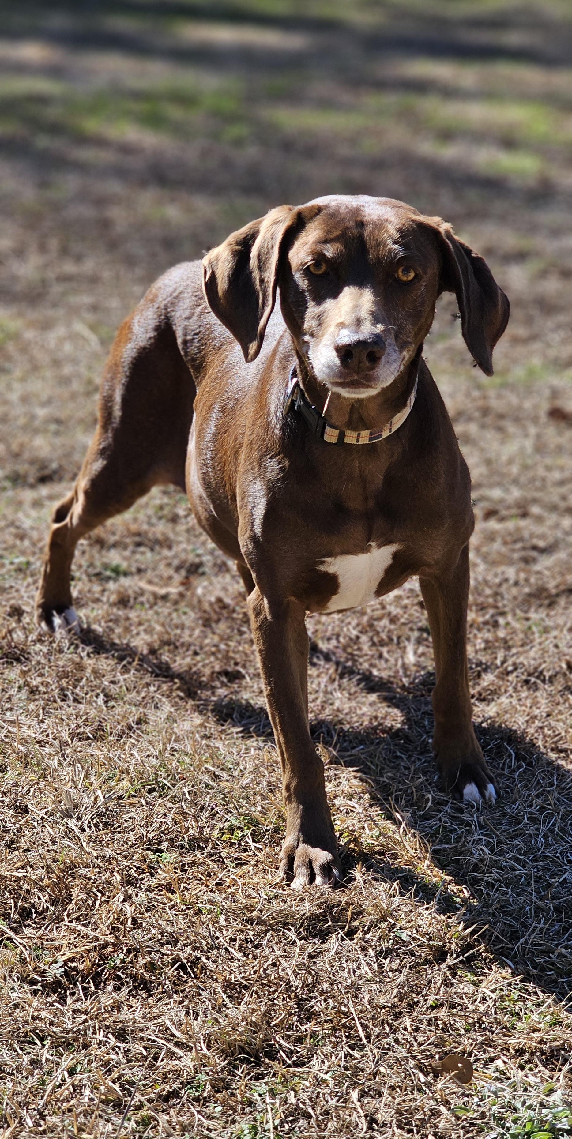 Rosie, a Adoptable mixed breed in Marshallville, GA image 3/6