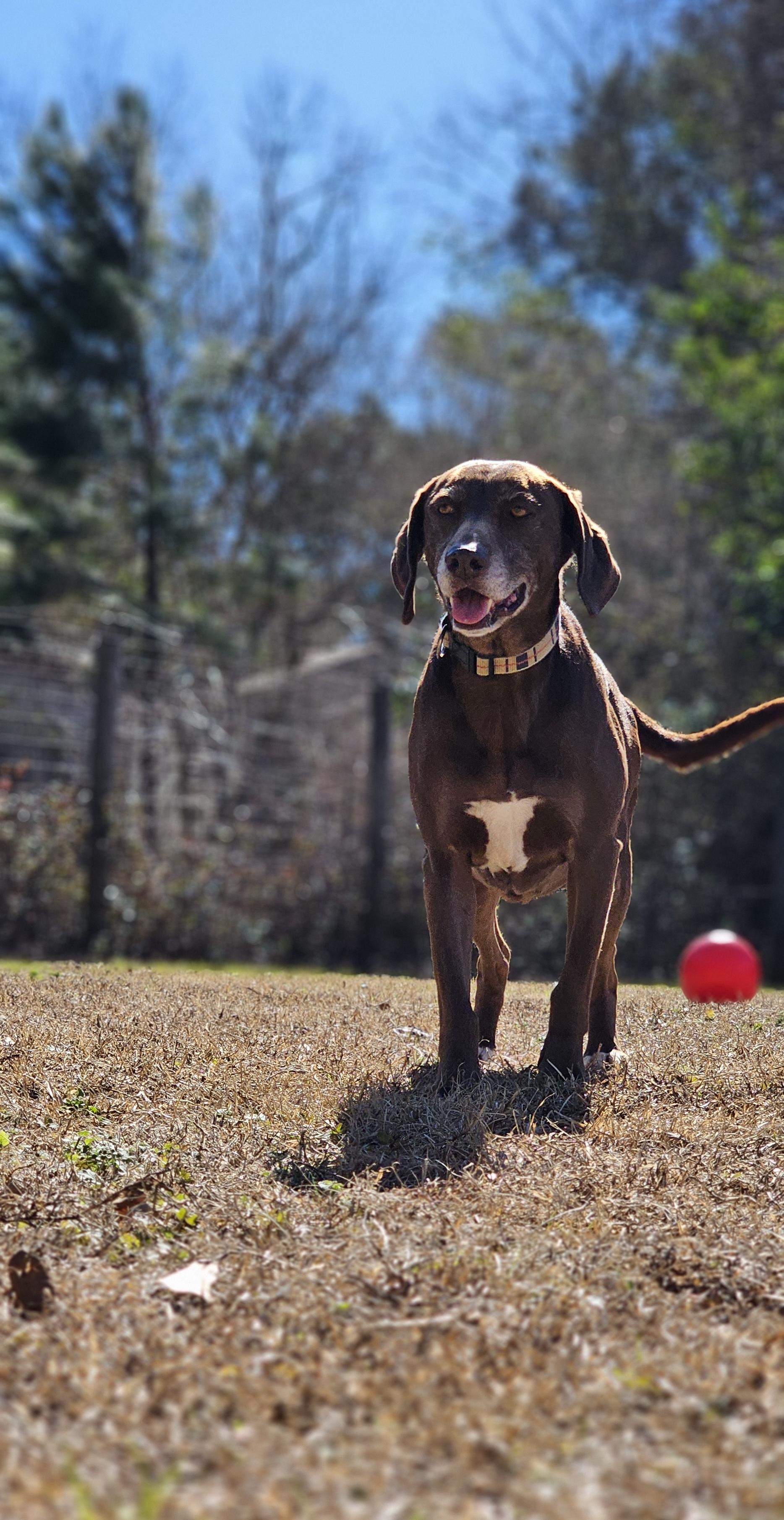 Rosie, a Adoptable mixed breed in Marshallville, GA image 2/6