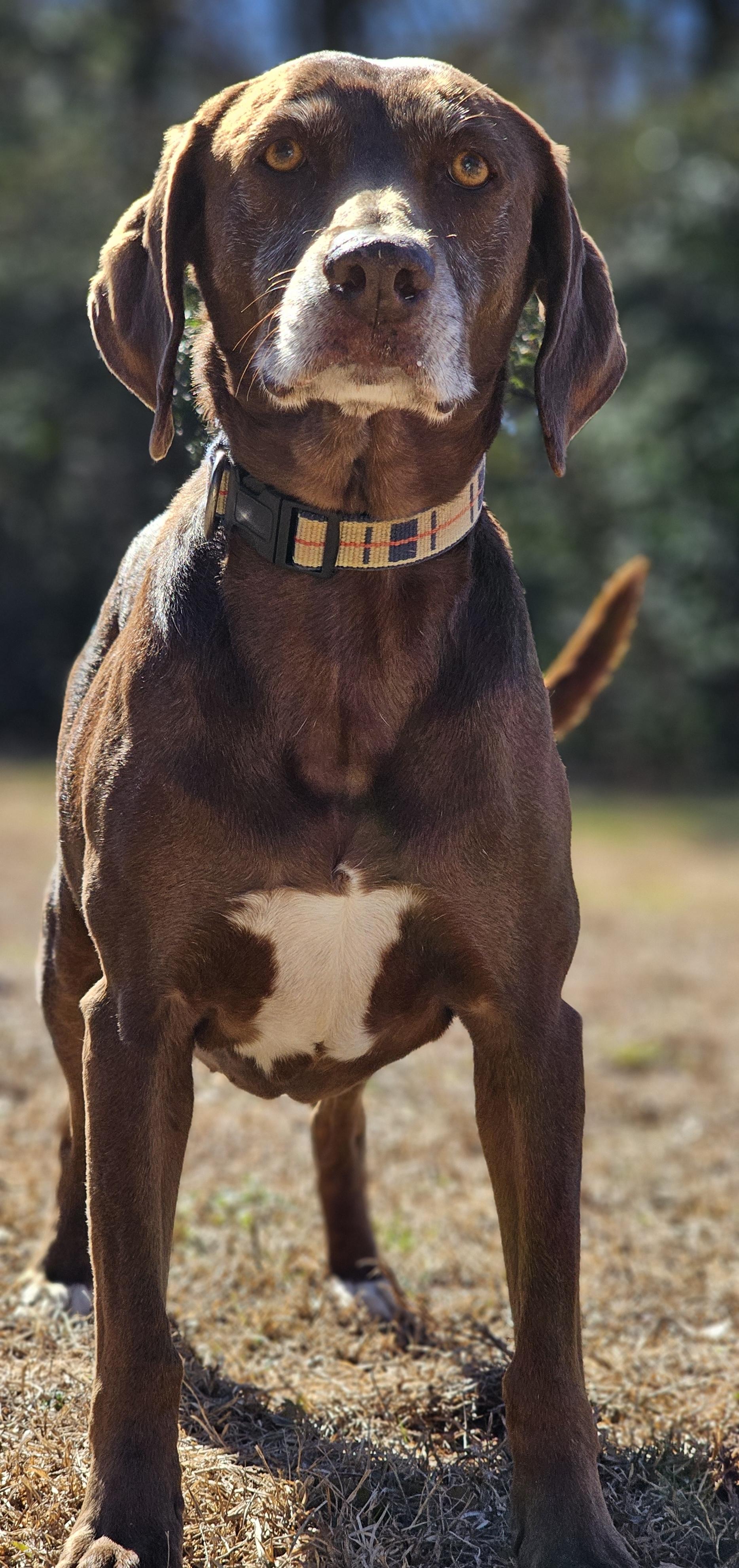 Rosie, a Adoptable mixed breed in Marshallville, GA image 5/6