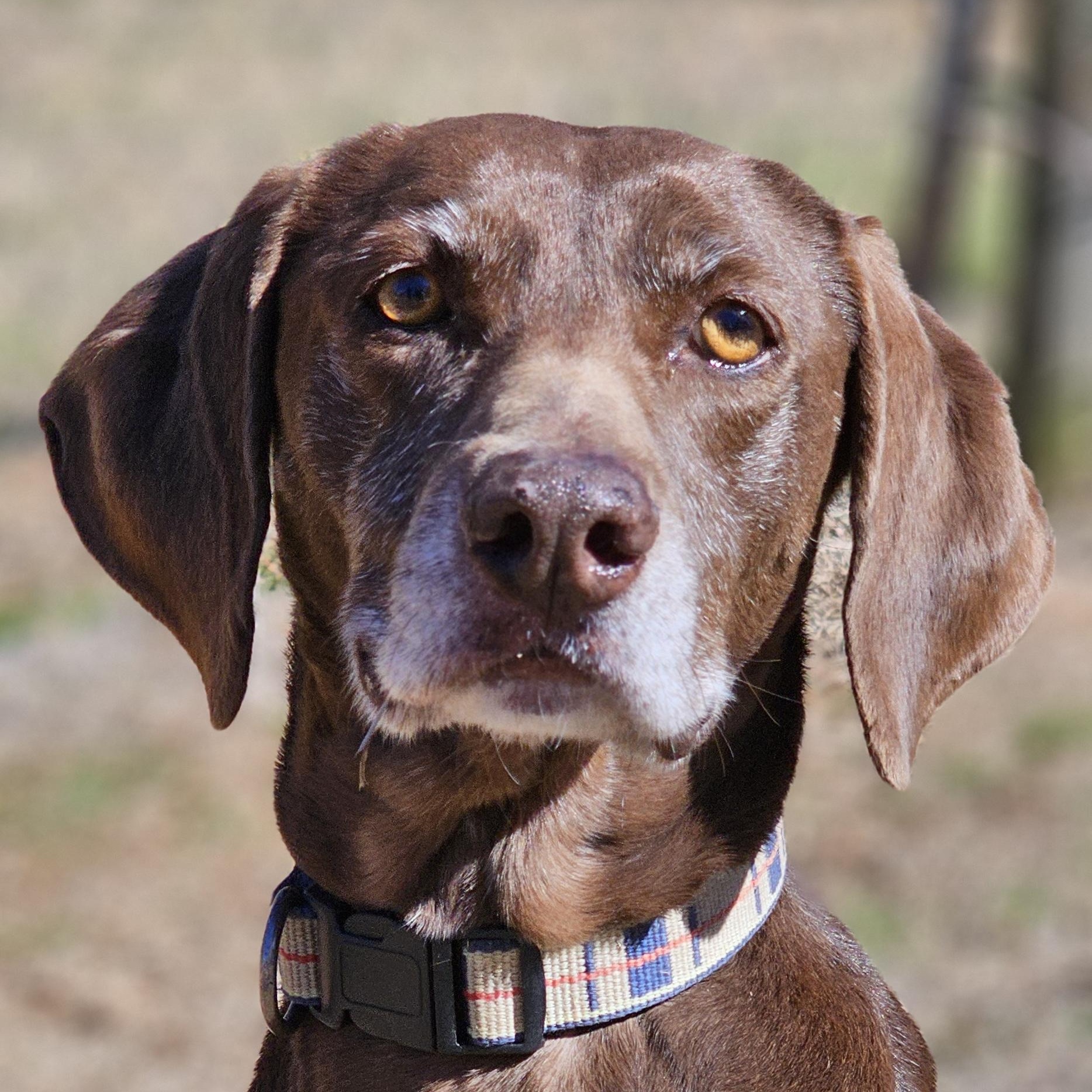 Rosie, Adoptable, Senior Female Weimaraner & Chocolate Labrador Retriever.