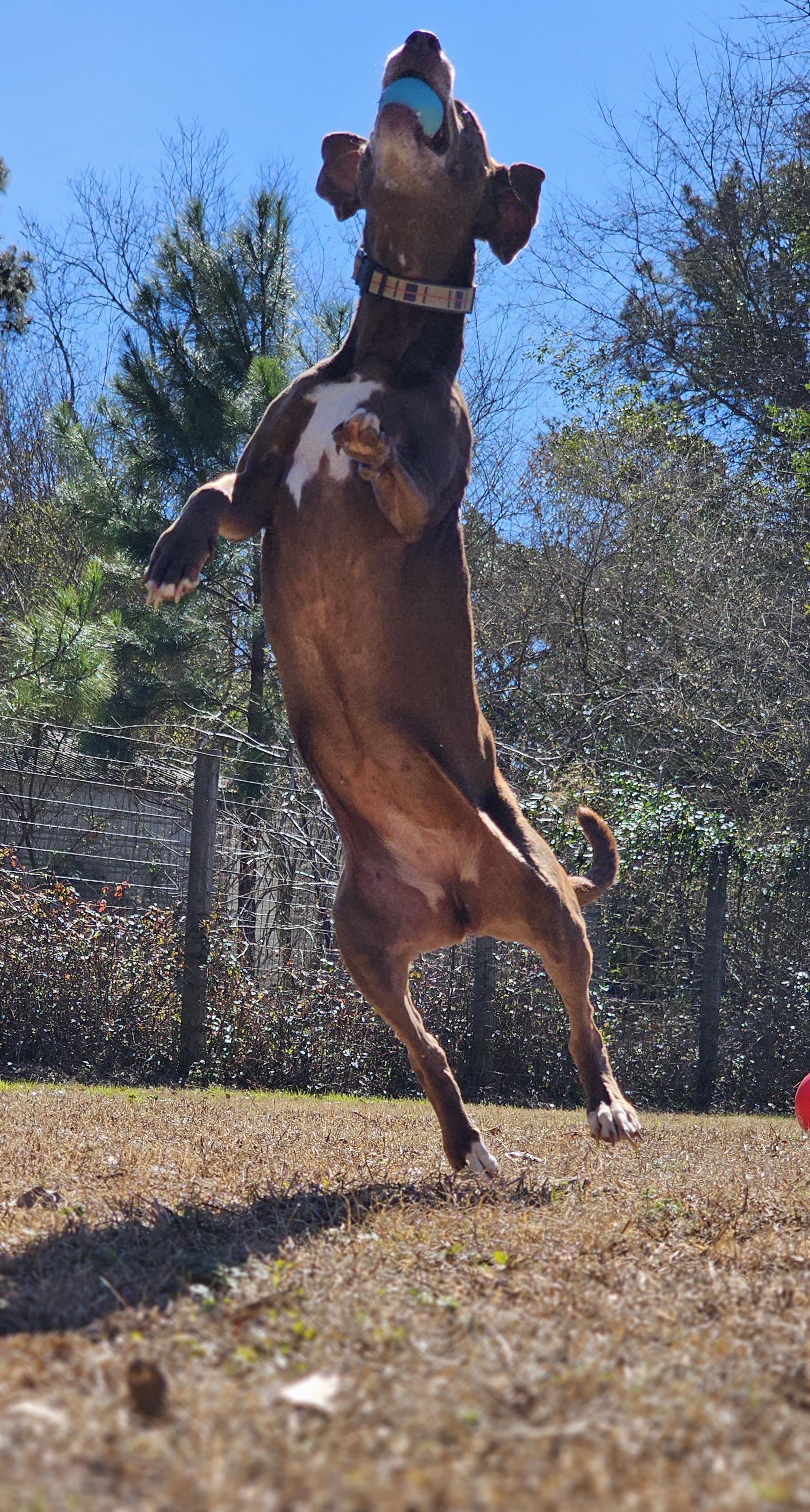 Rosie, a Adoptable mixed breed in Marshallville, GA image 6/6