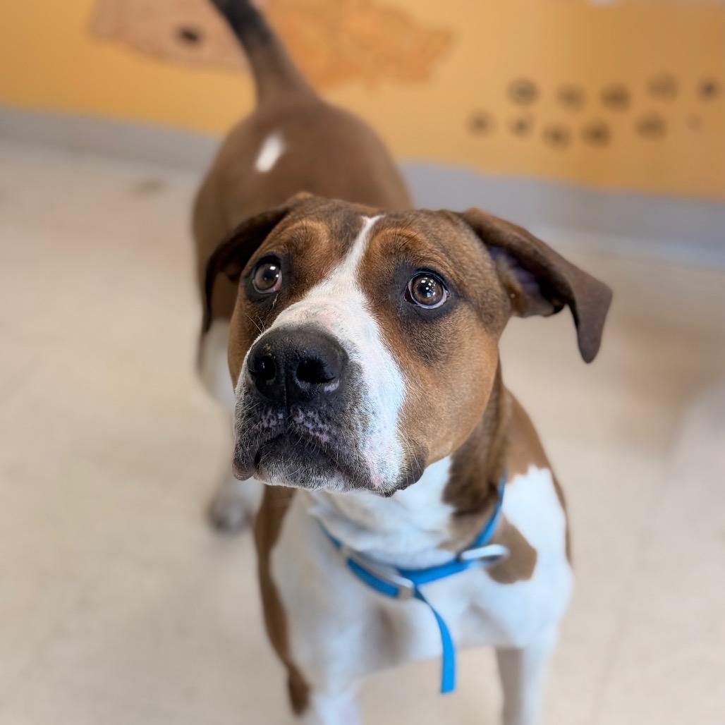 Cassie, Adoptable, Young Female American Bulldog & Mixed Breed.
