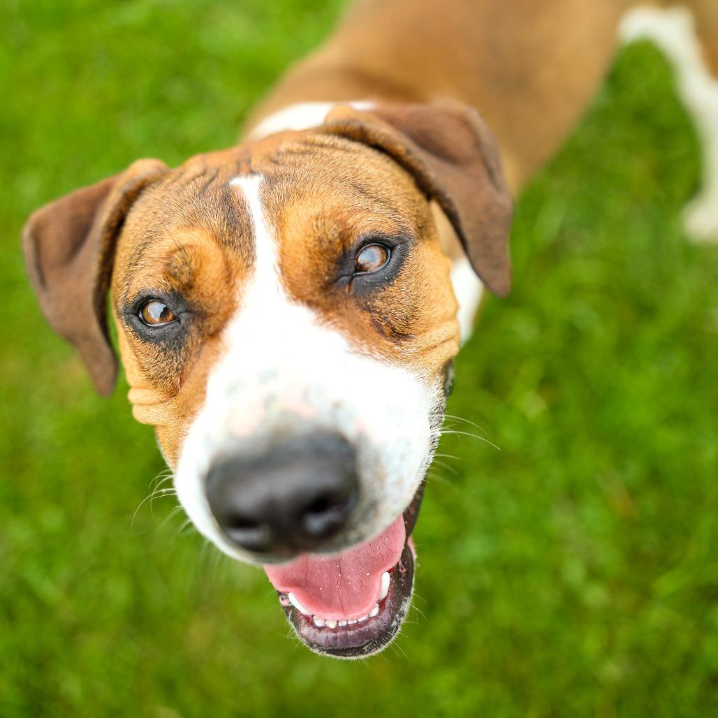 Enlarge Cassie, a Adoptable mixed breed in Chariton, IA image 3/6