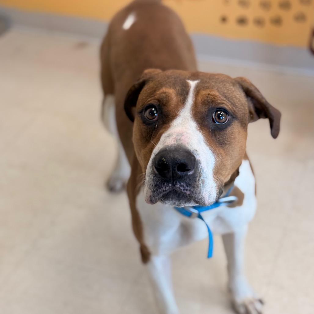 Enlarge Cassie, a Adoptable mixed breed in Chariton, IA image 4/6