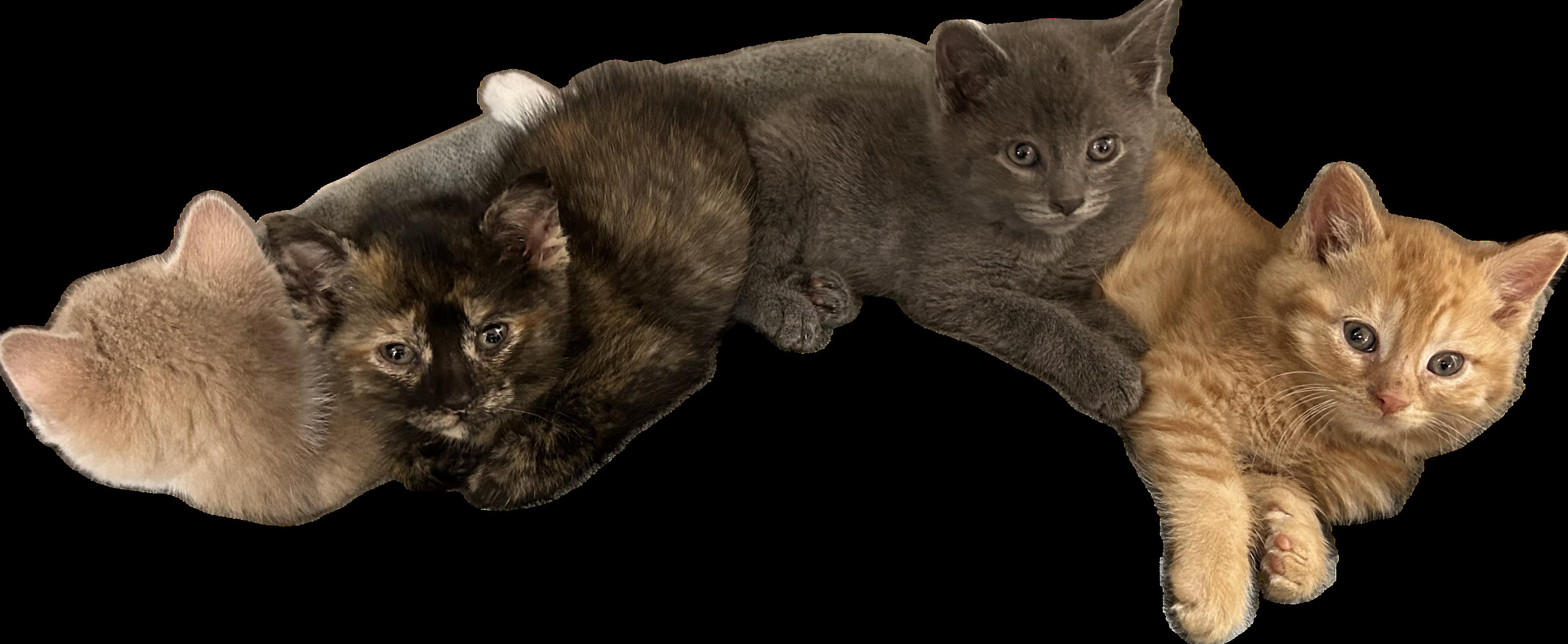 Cat Rat, a ADOPTABLE Domestic Short Hair in Ontario, NY image 3/3