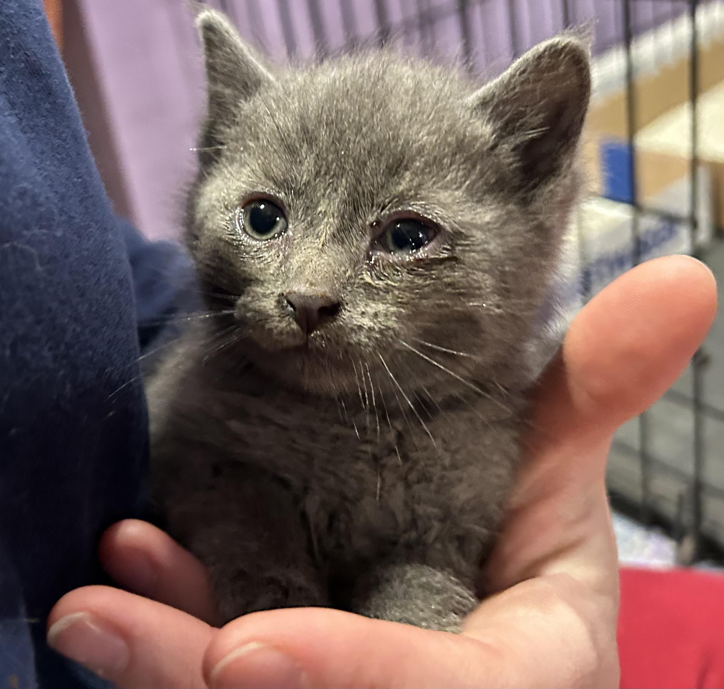 Cat Rat, a ADOPTABLE Domestic Short Hair in Ontario, NY image 2/3