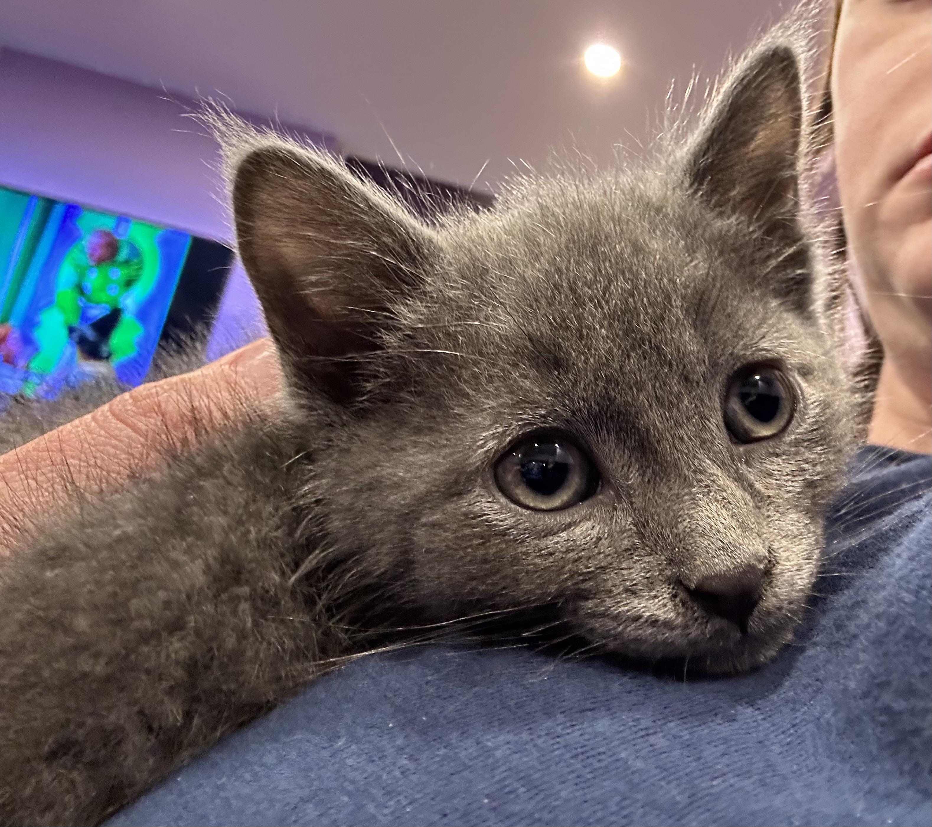 Cat Rat, ADOPTABLE, Kitten Male Domestic Short Hair.