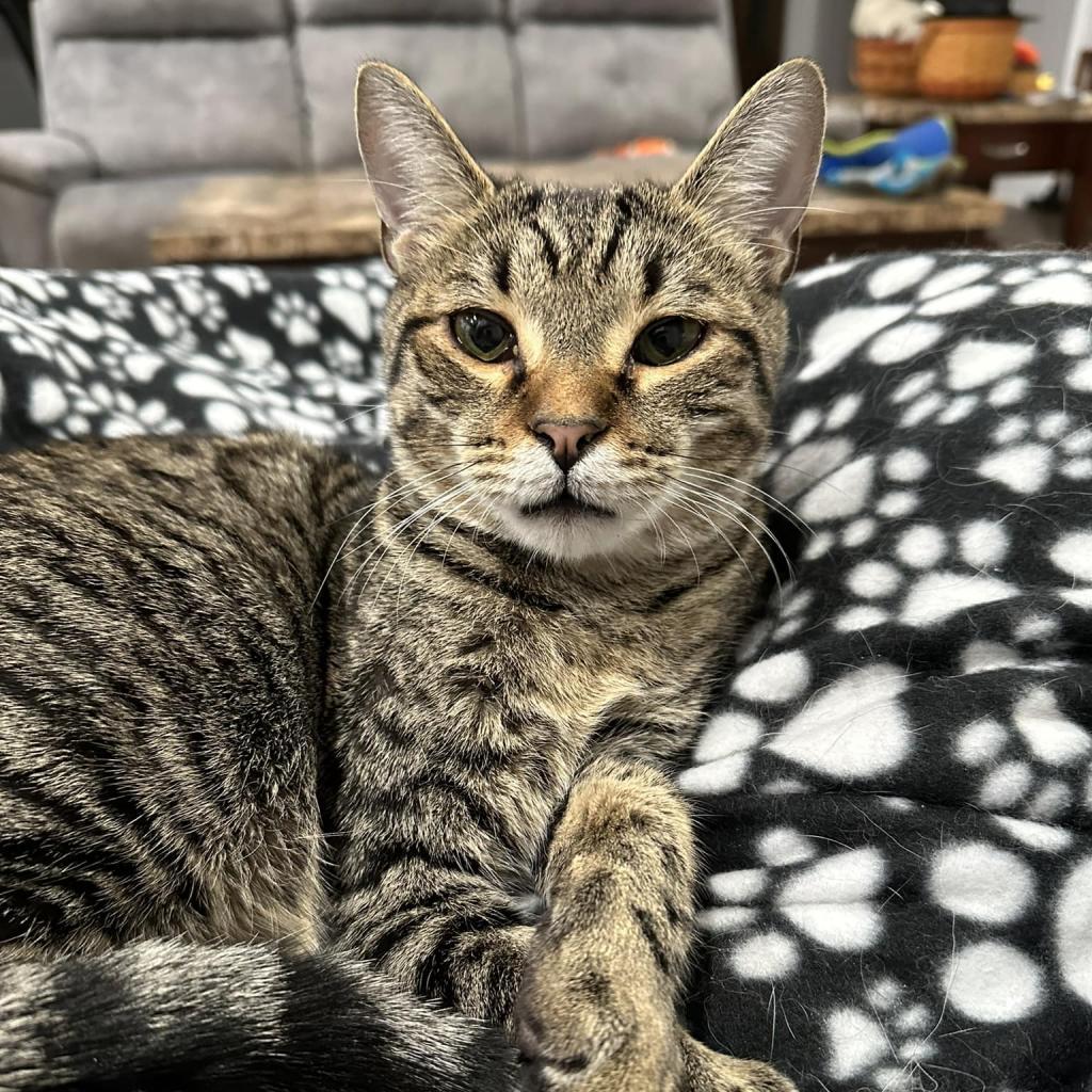 Iceman, a Adoptable Domestic Short Hair in Huntsville, AL image 1/3