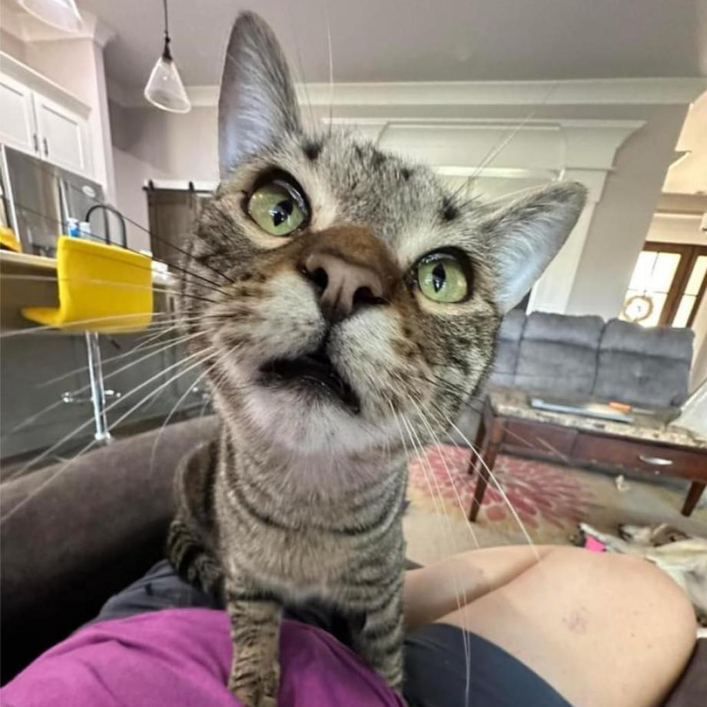 Iceman, a Adoptable Domestic Short Hair in Huntsville, AL image 2/3