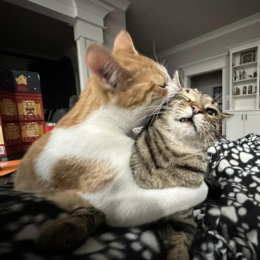 Iceman, a Adoptable Domestic Short Hair in Huntsville, AL image 3/3