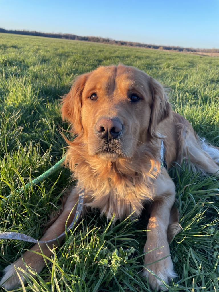 Jesse, a Adopted Golden Retriever in Kemble, ON image 1/2