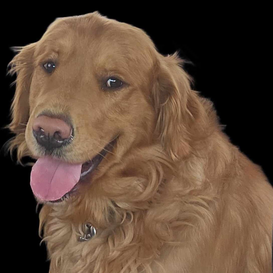 Jesse, a Adopted Golden Retriever in Kemble, ON image 2/2