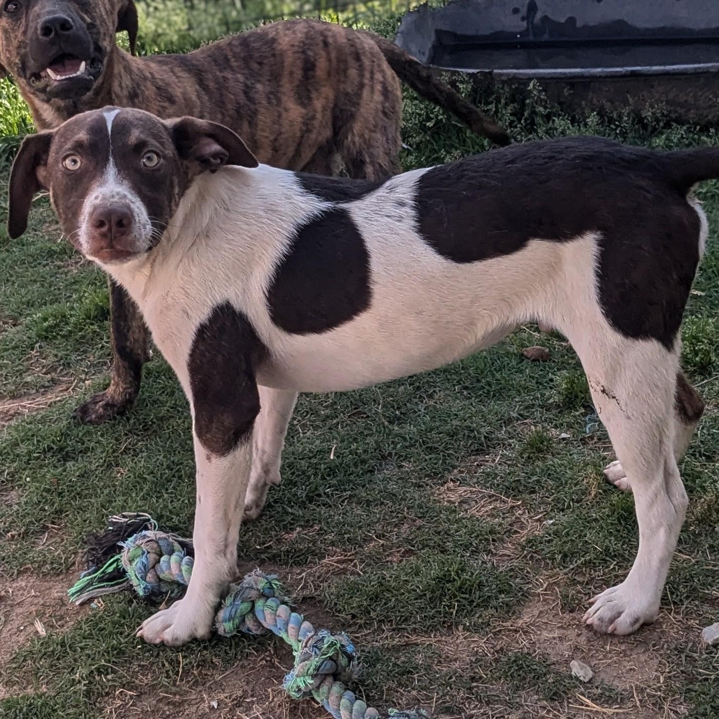 Rusty, a Adopted mixed breed in Manchester, NH image 1/5