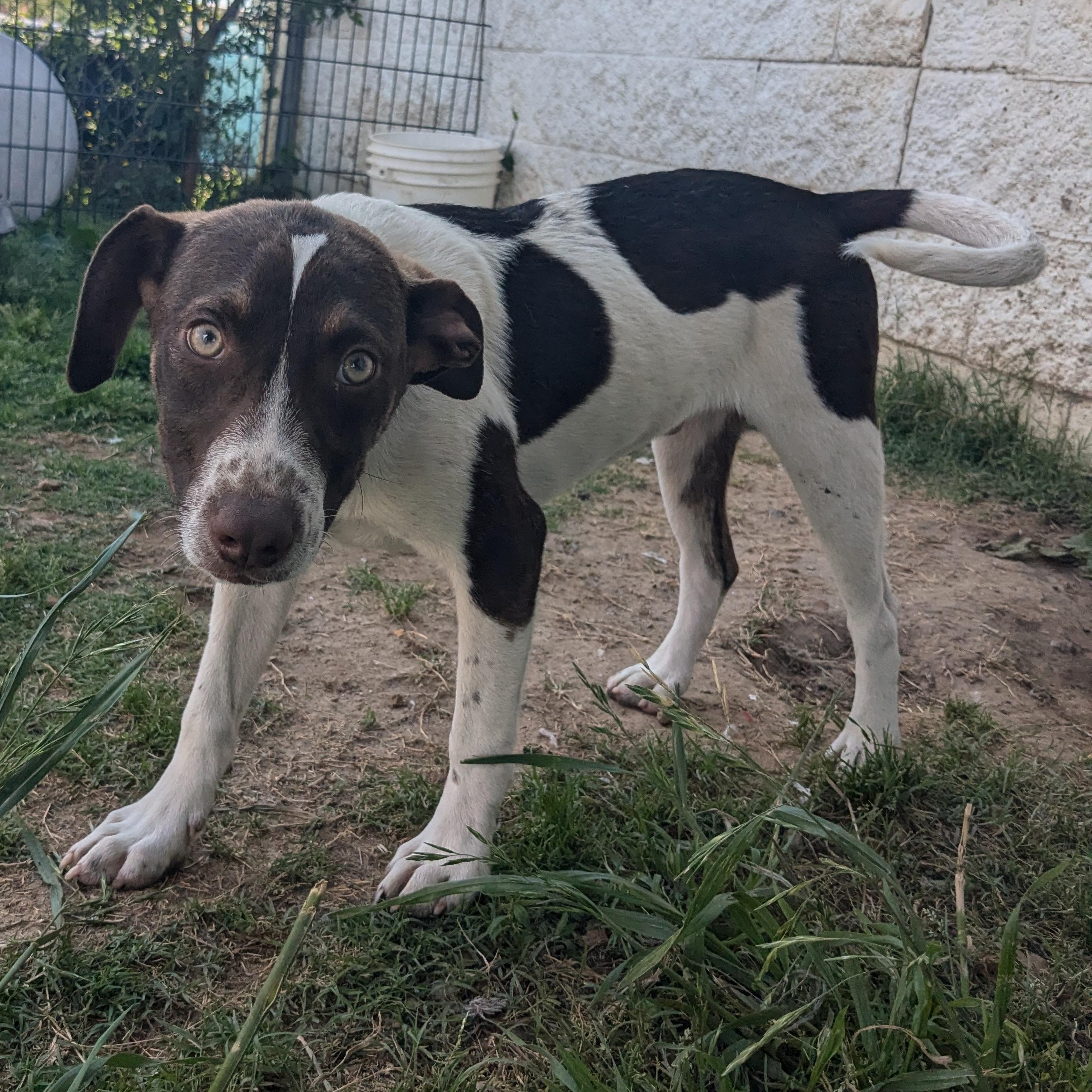 Rusty, a Adopted mixed breed in Manchester, NH image 4/5
