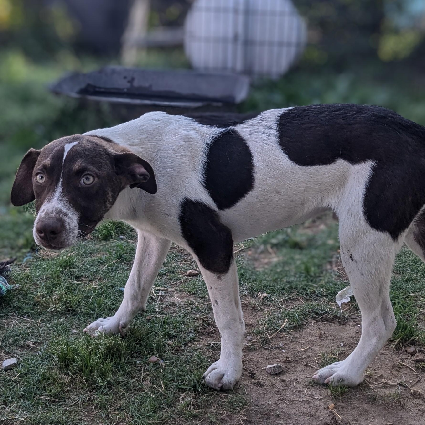 Rusty, a Adopted mixed breed in Manchester, NH image 5/5