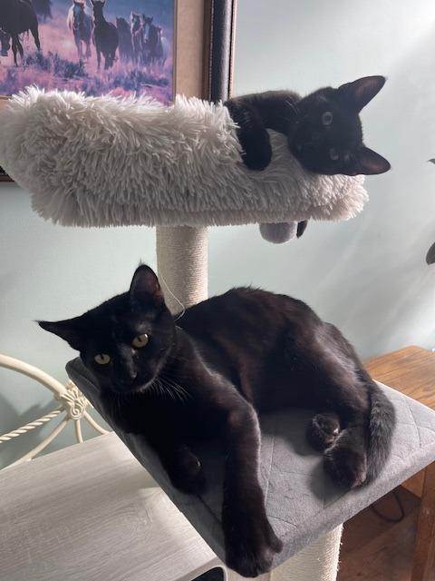 Benny, Adoptable, Young Male Domestic Short Hair.