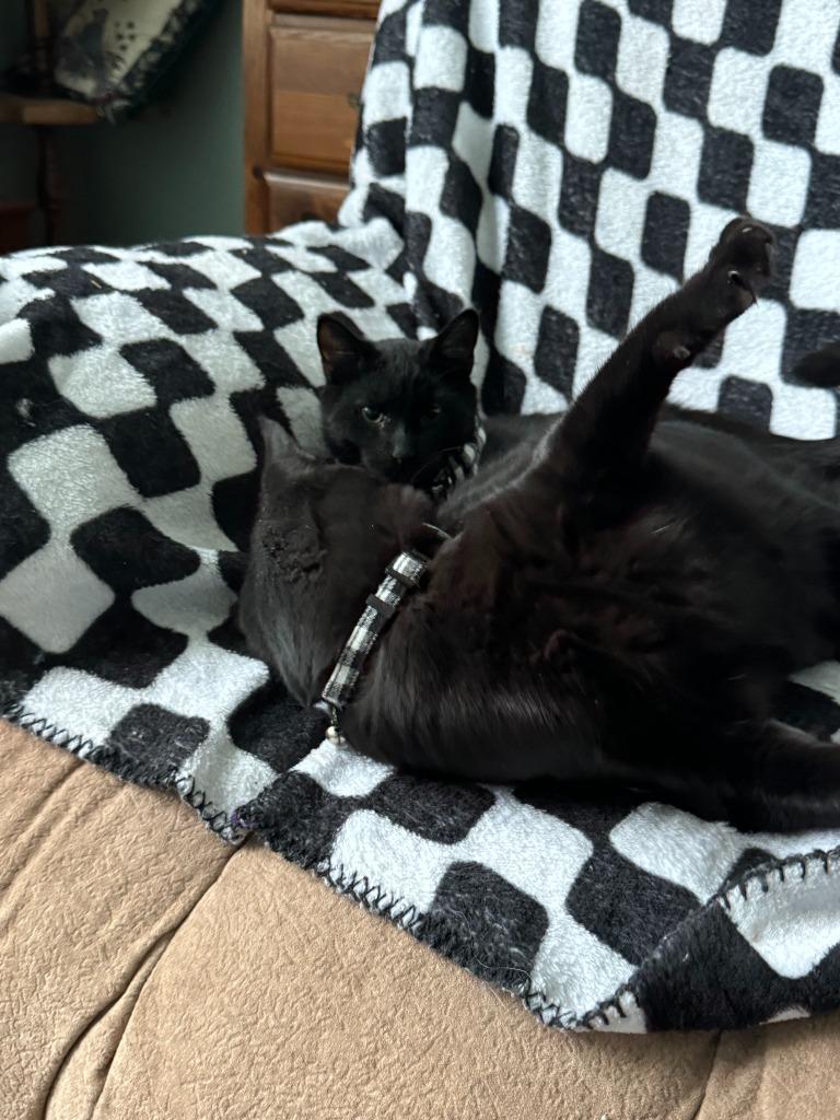 Enlarge Benny, a Adoptable mixed breed in Salt Lake City, UT image 2/3