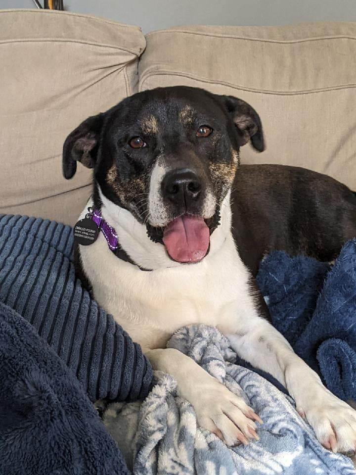 Enlarge Dot, a Adoptable Mixed Breed in Poland, IN image 1/3