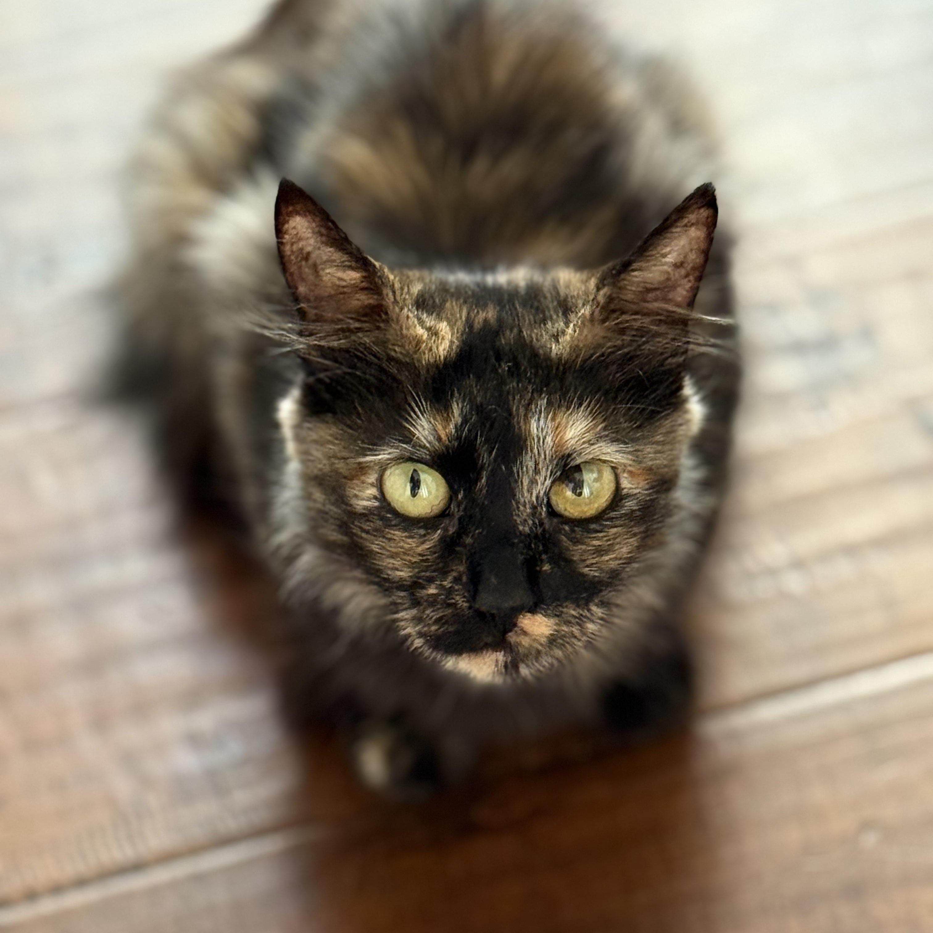 Pixi, Adoptable, Adult Female Tortoiseshell.