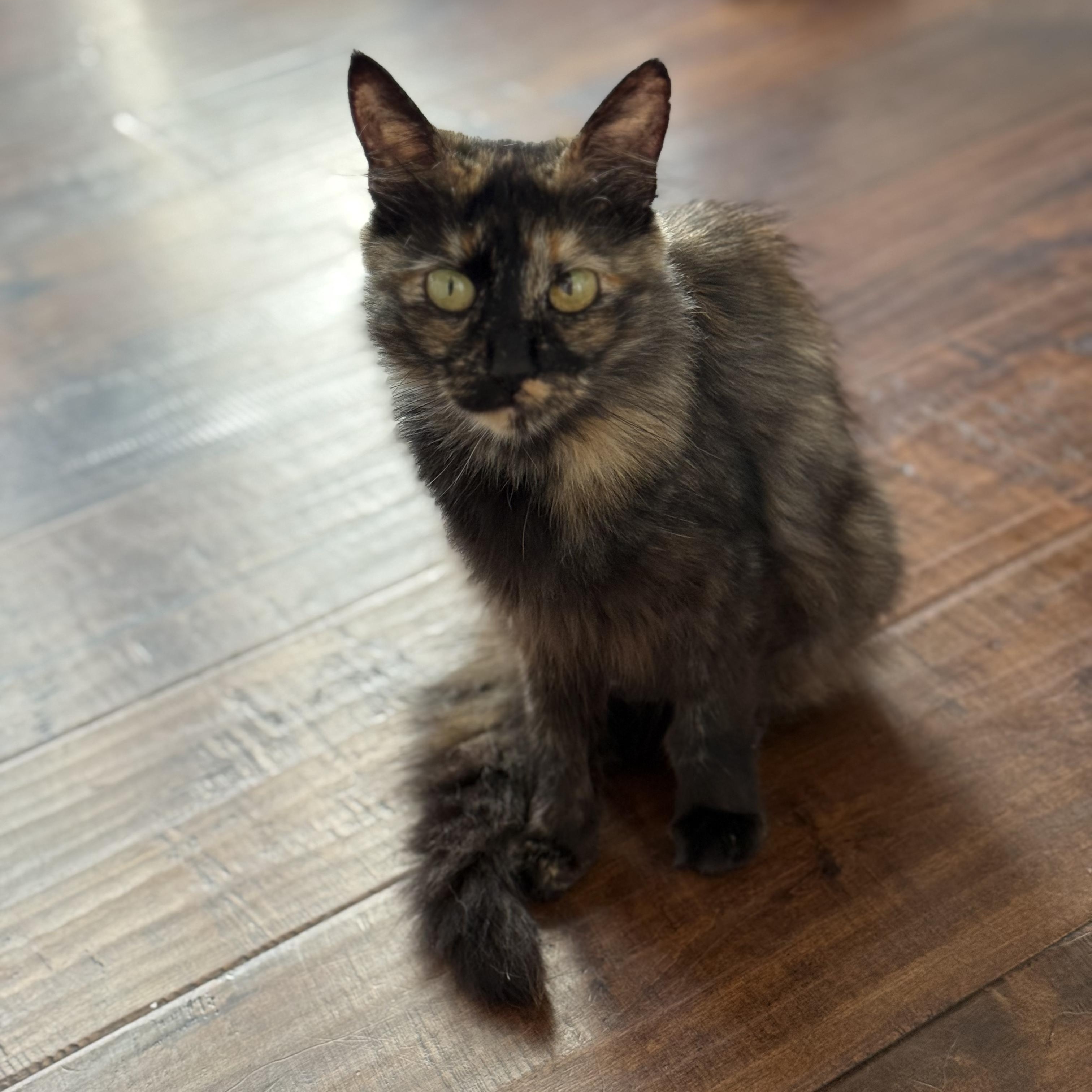 Enlarge Pixi, a Adoptable Tortoiseshell in Garden Grove, CA image 4/4