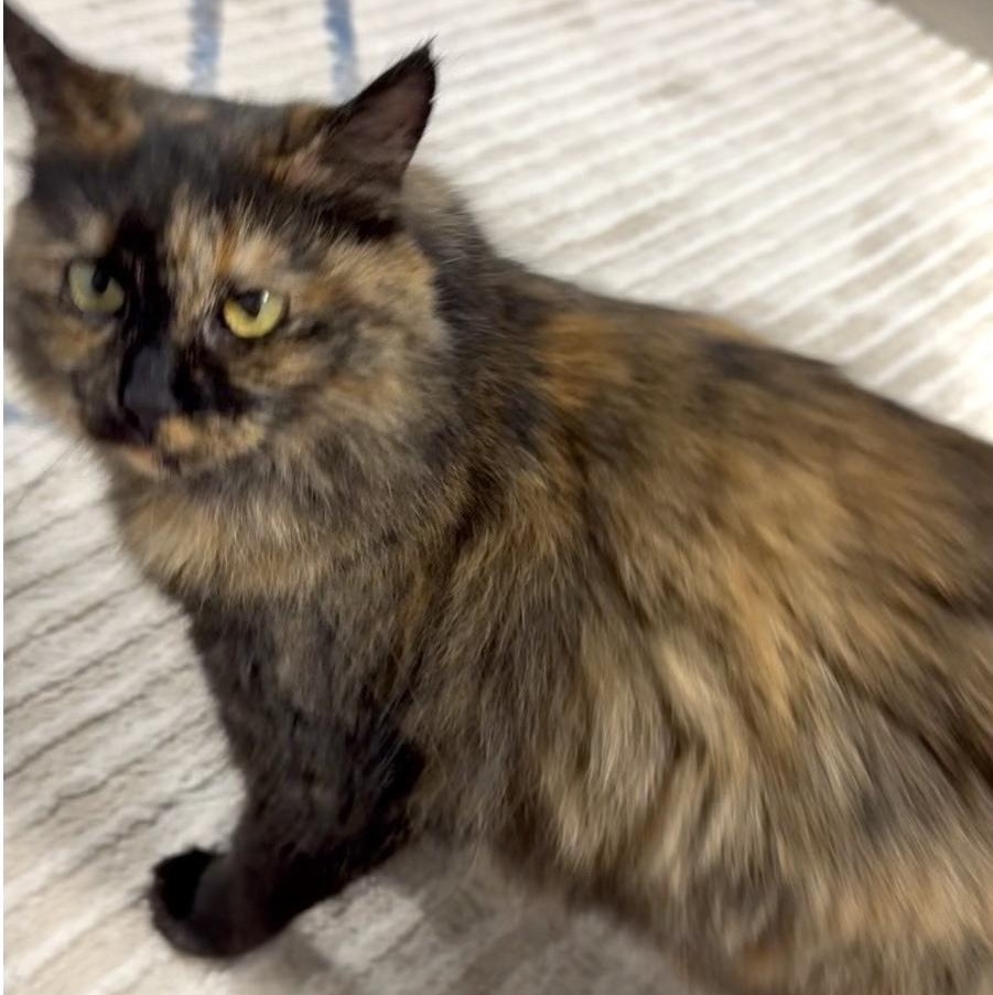 Enlarge Pixi, an adopted Tortoiseshell in Garden Grove, CA image 2/2