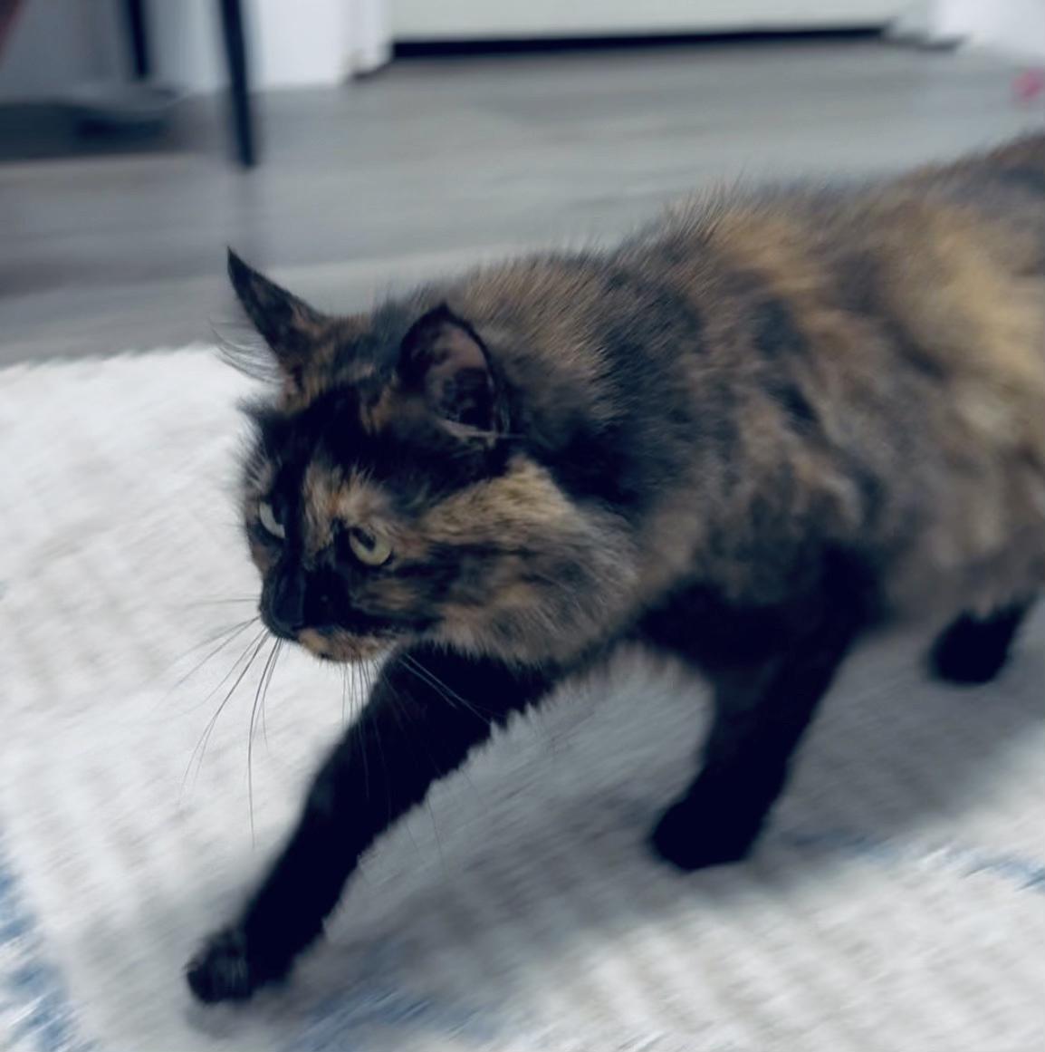 Enlarge Pixi, an adopted Tortoiseshell in Garden Grove, CA image 1/2