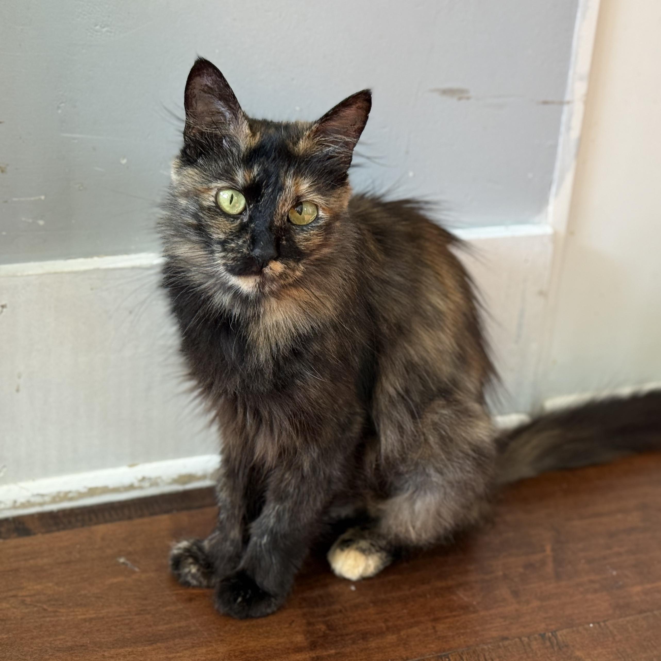 Enlarge Pixi, a Adoptable Tortoiseshell in Garden Grove, CA image 2/4