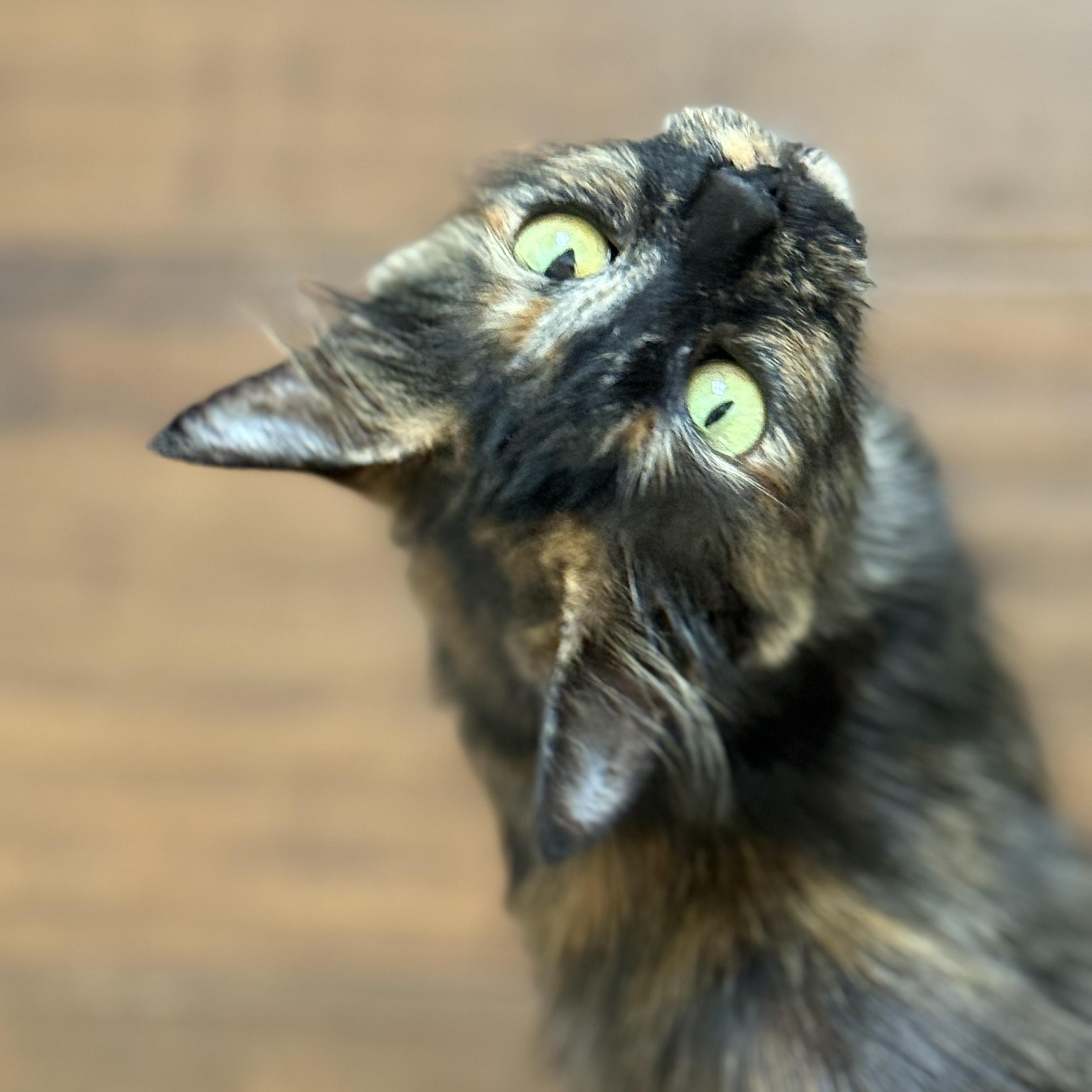 Enlarge Pixi, a Adoptable Tortoiseshell in Garden Grove, CA image 3/4