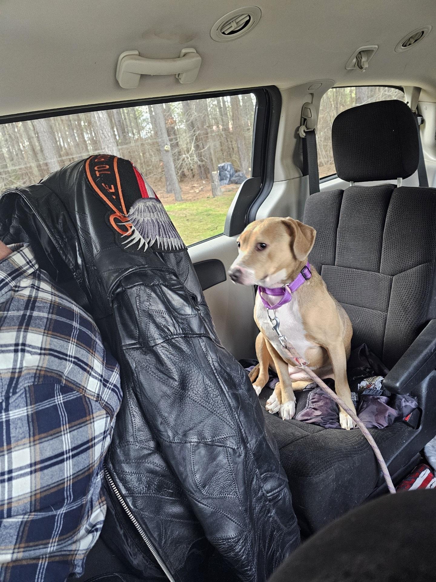 Shyla, a ADOPTABLE mixed breed in Weare, NH image 6/6