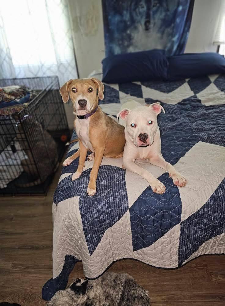 Shyla, a ADOPTABLE mixed breed in Weare, NH image 5/6