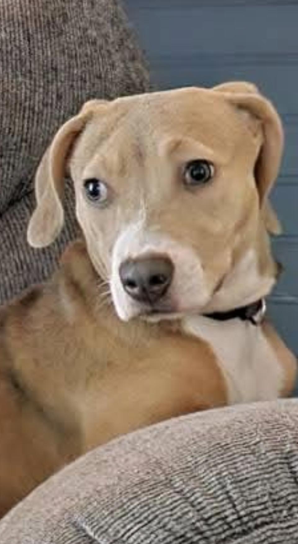 Shyla, a ADOPTABLE mixed breed in Weare, NH image 2/6