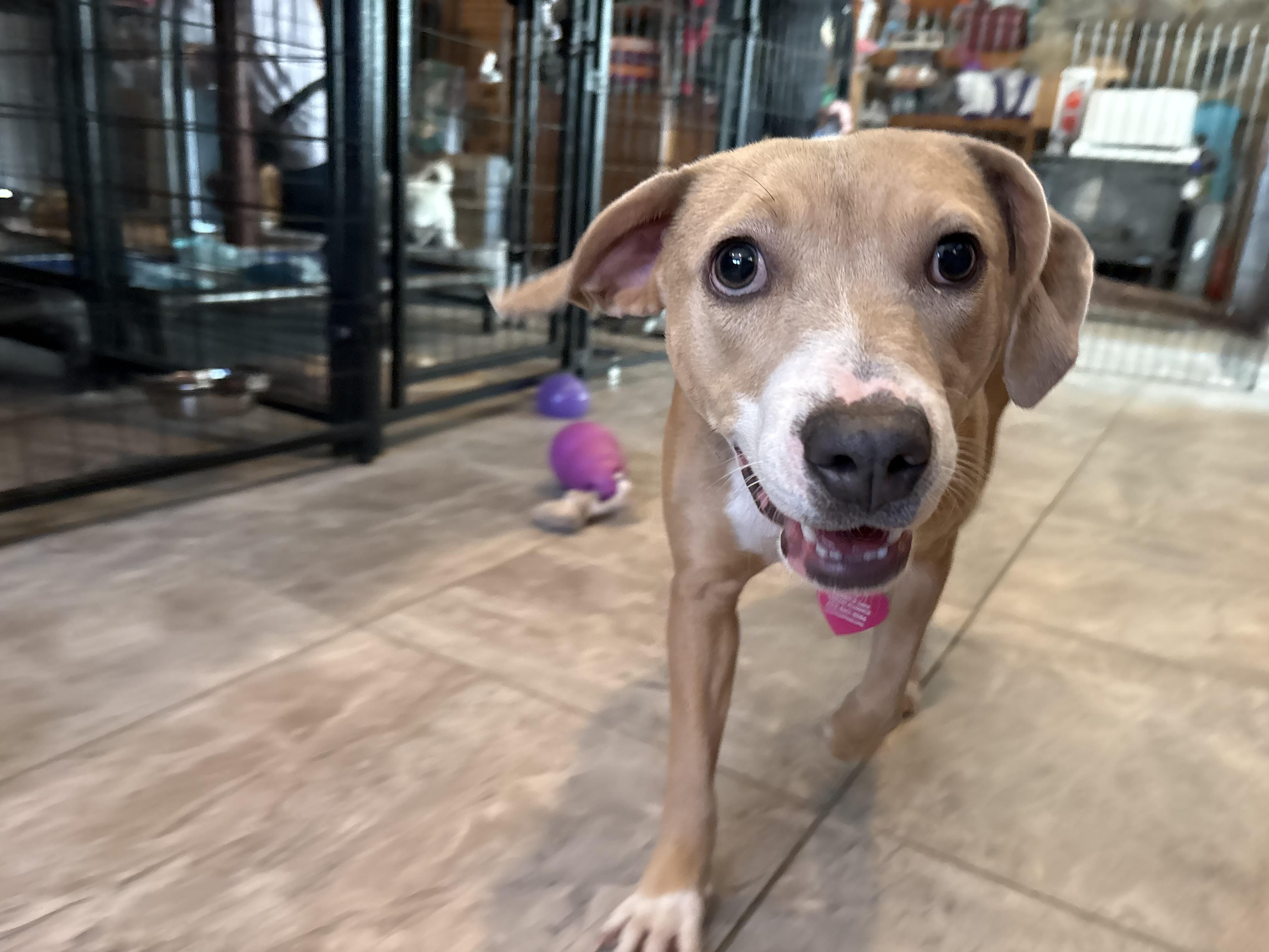 Shyla, a ADOPTABLE mixed breed in Weare, NH image 4/6