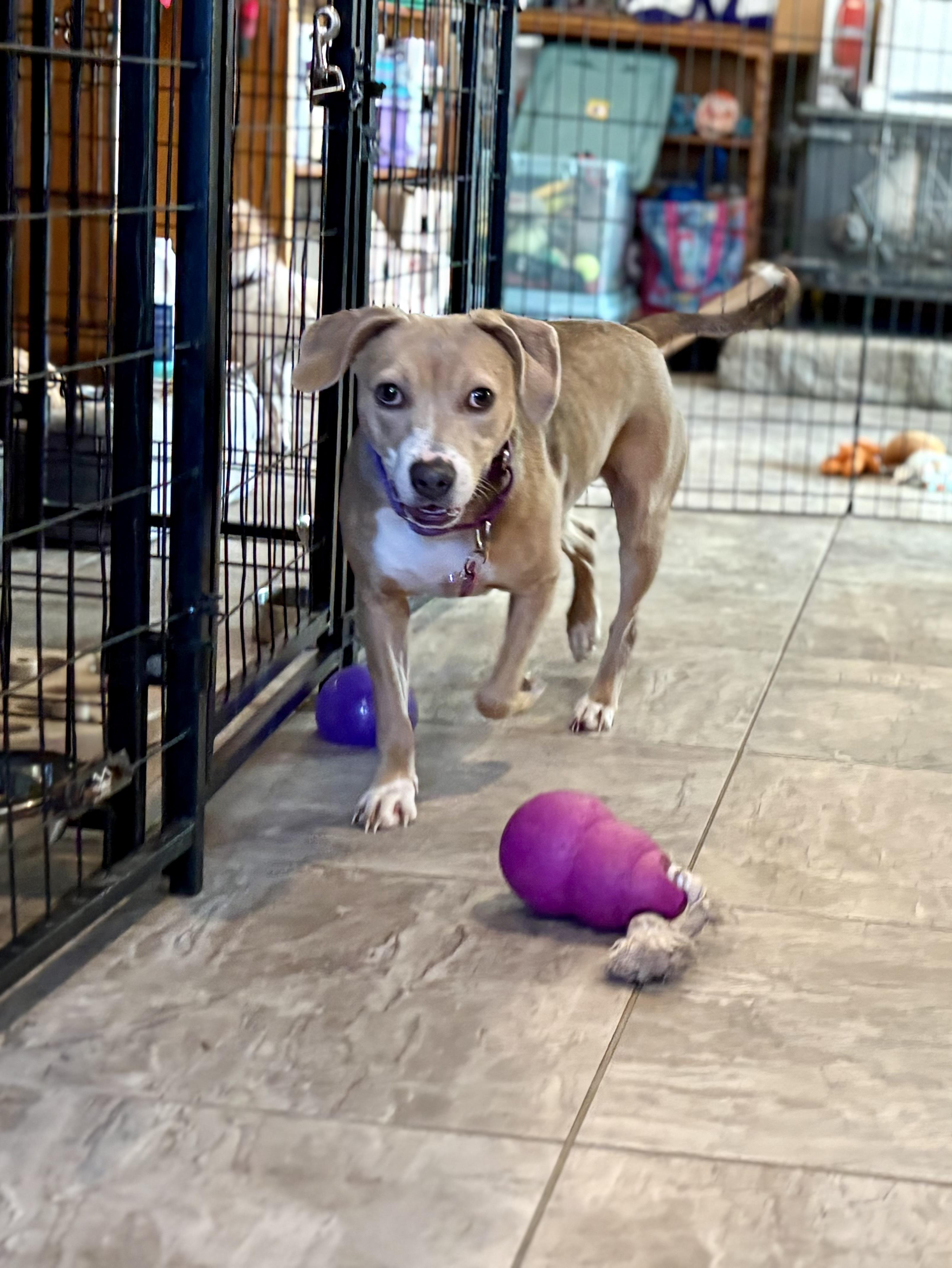 Shyla, a ADOPTABLE mixed breed in Weare, NH image 1/6