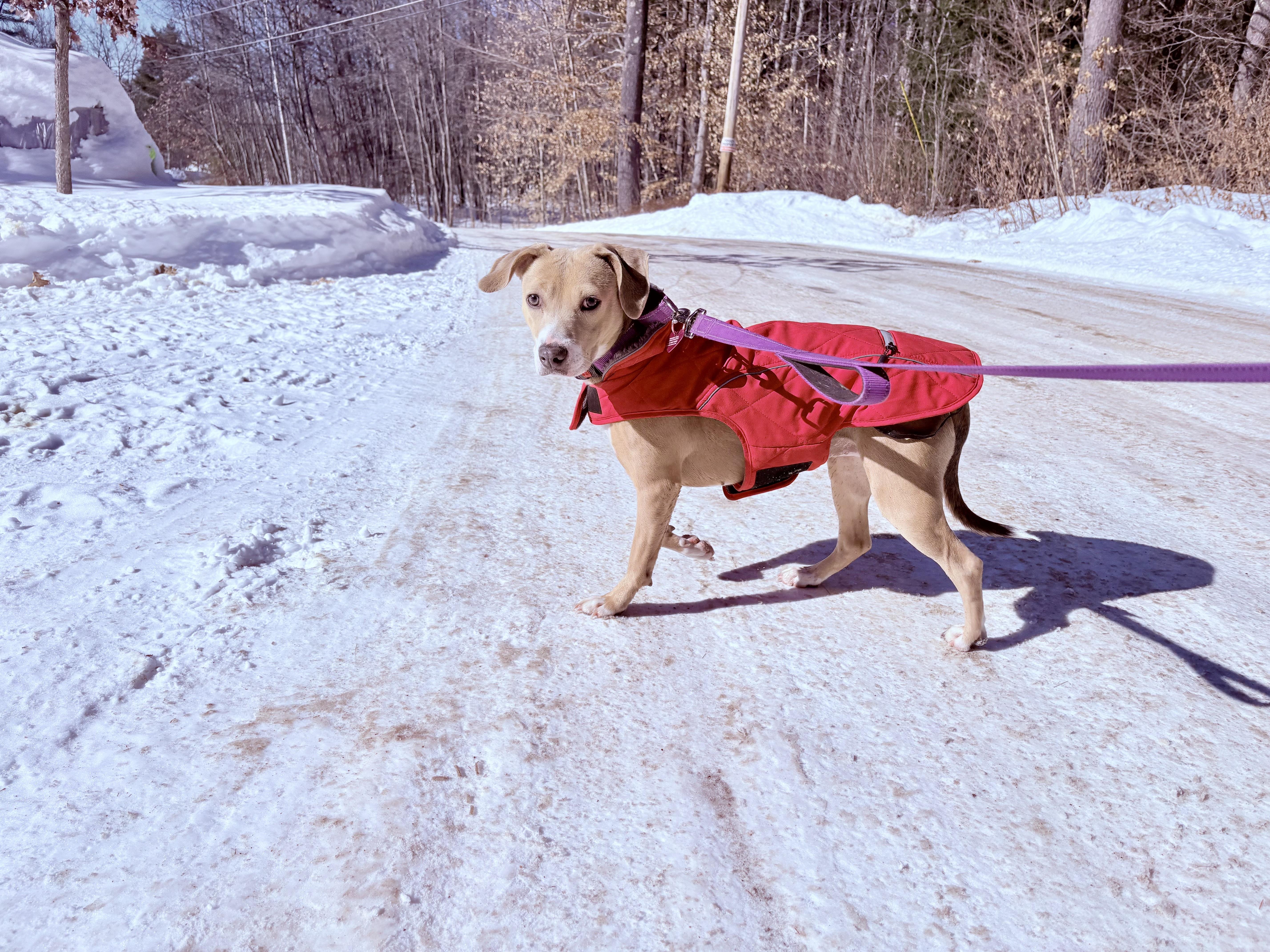 Shyla, a ADOPTABLE mixed breed in Weare, NH image 3/6