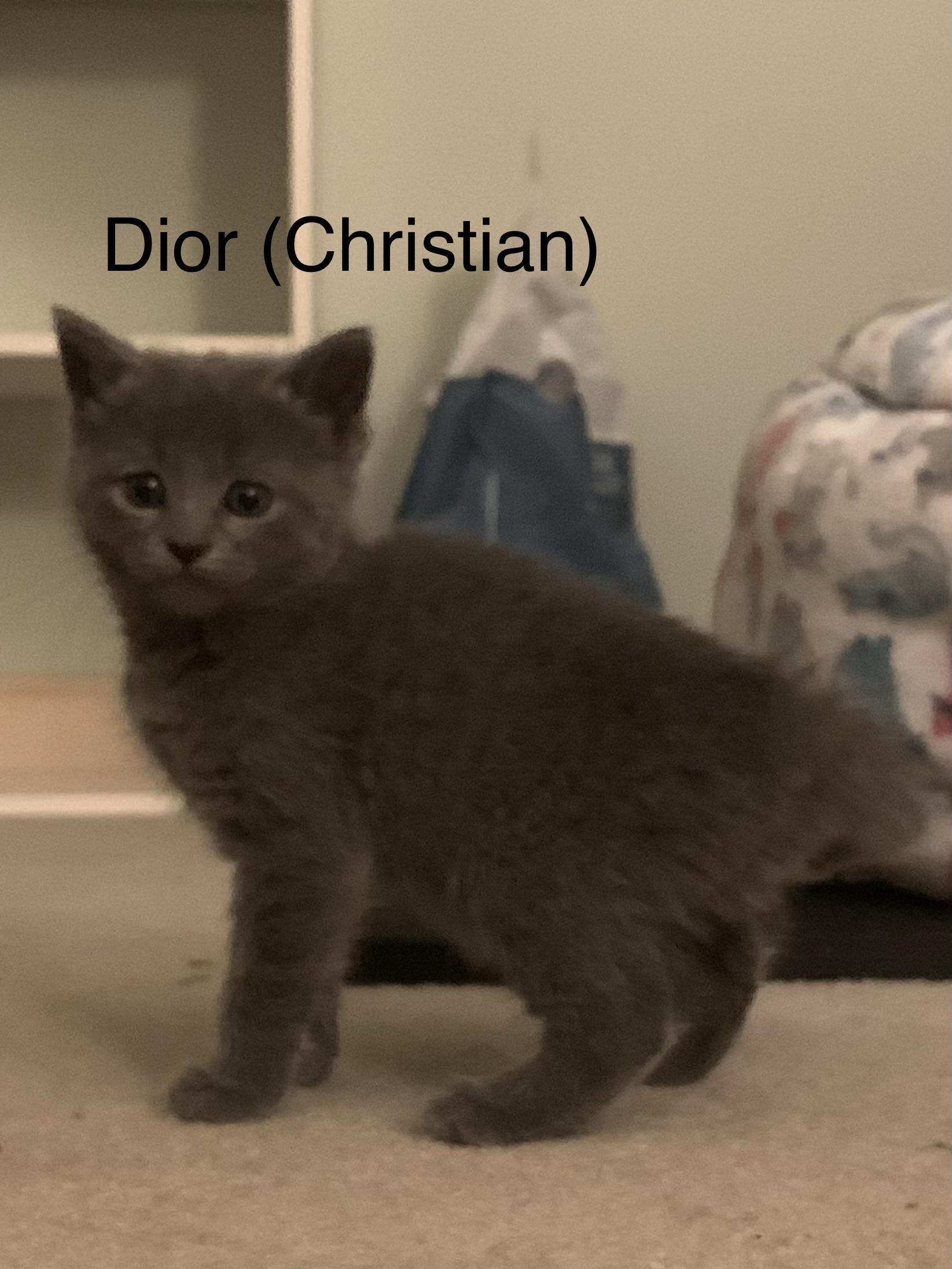 Dior(Christian), ADOPTABLE, Kitten Female Domestic Short Hair.