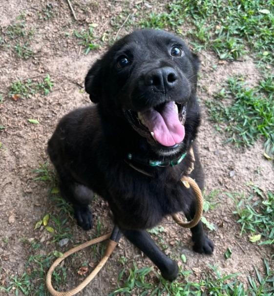 Enlarge Rodrigo, a Adoptable Labrador Retriever in Benton, AR image 1/4