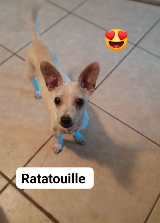 Ratatouille, a Adoptable mixed breed in Miami, FL image 1/2
