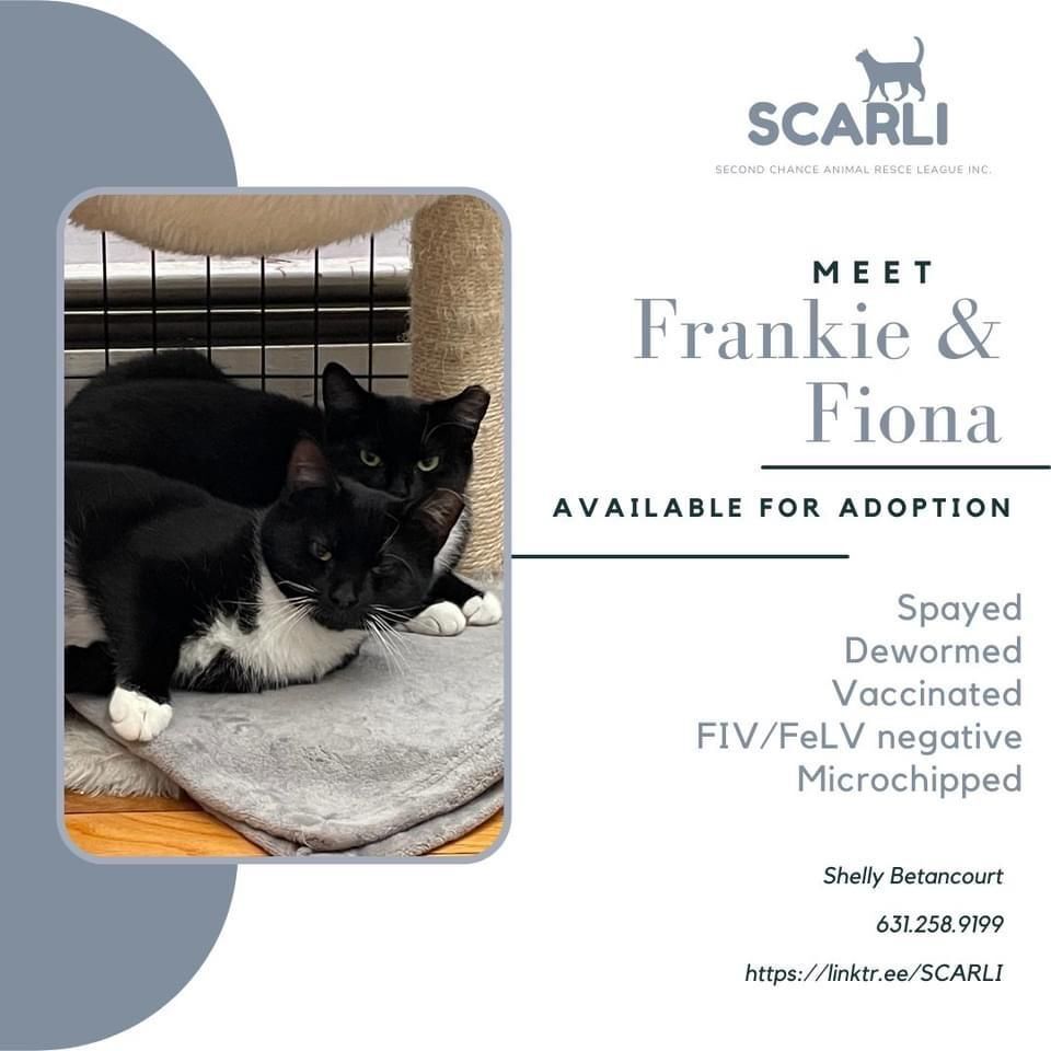 Frankie & Fiona, a Adoptable Tuxedo in Syosset, NY image 1/2