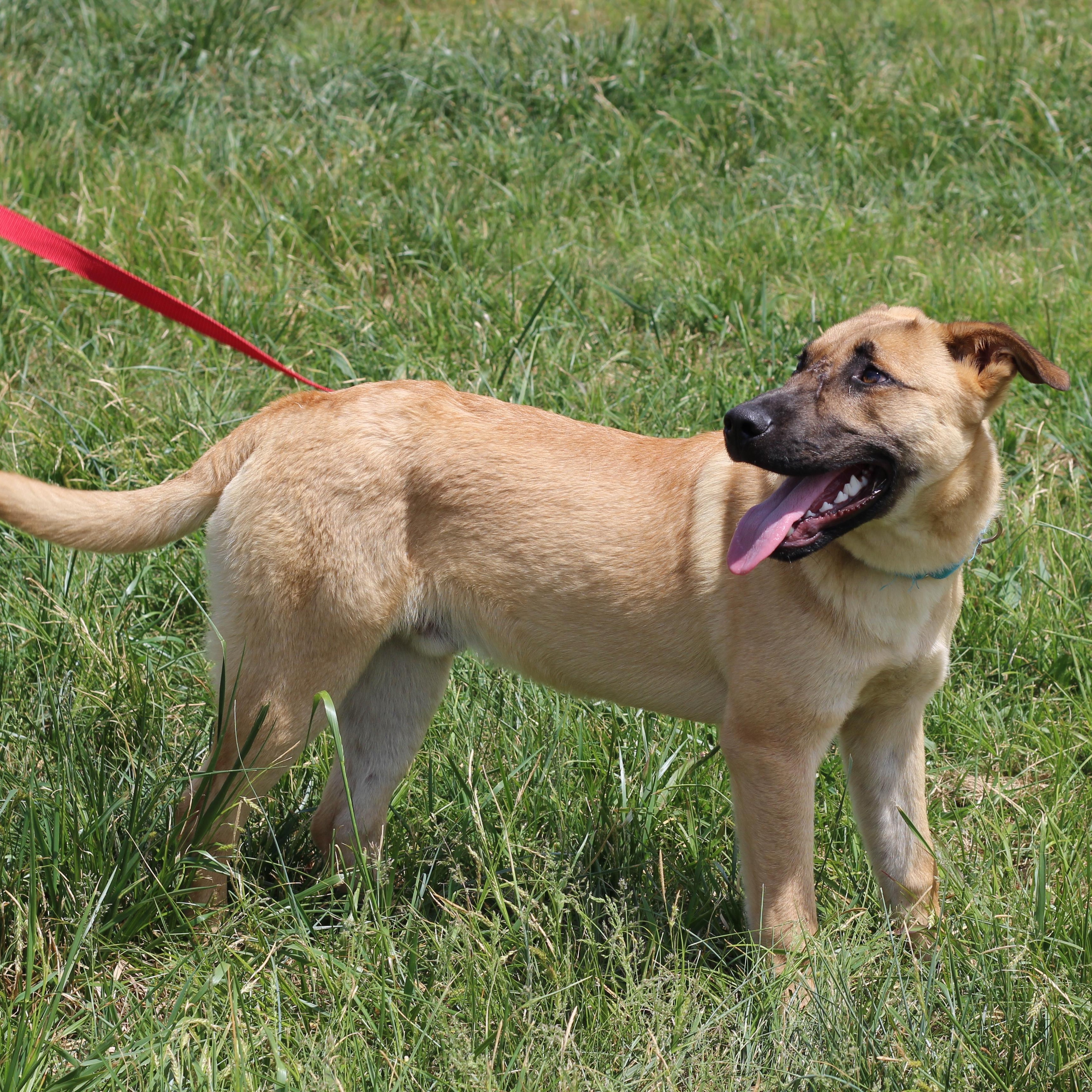 Enlarge Kingston, a ADOPTABLE mixed breed in Lebanon, TN image 6/6